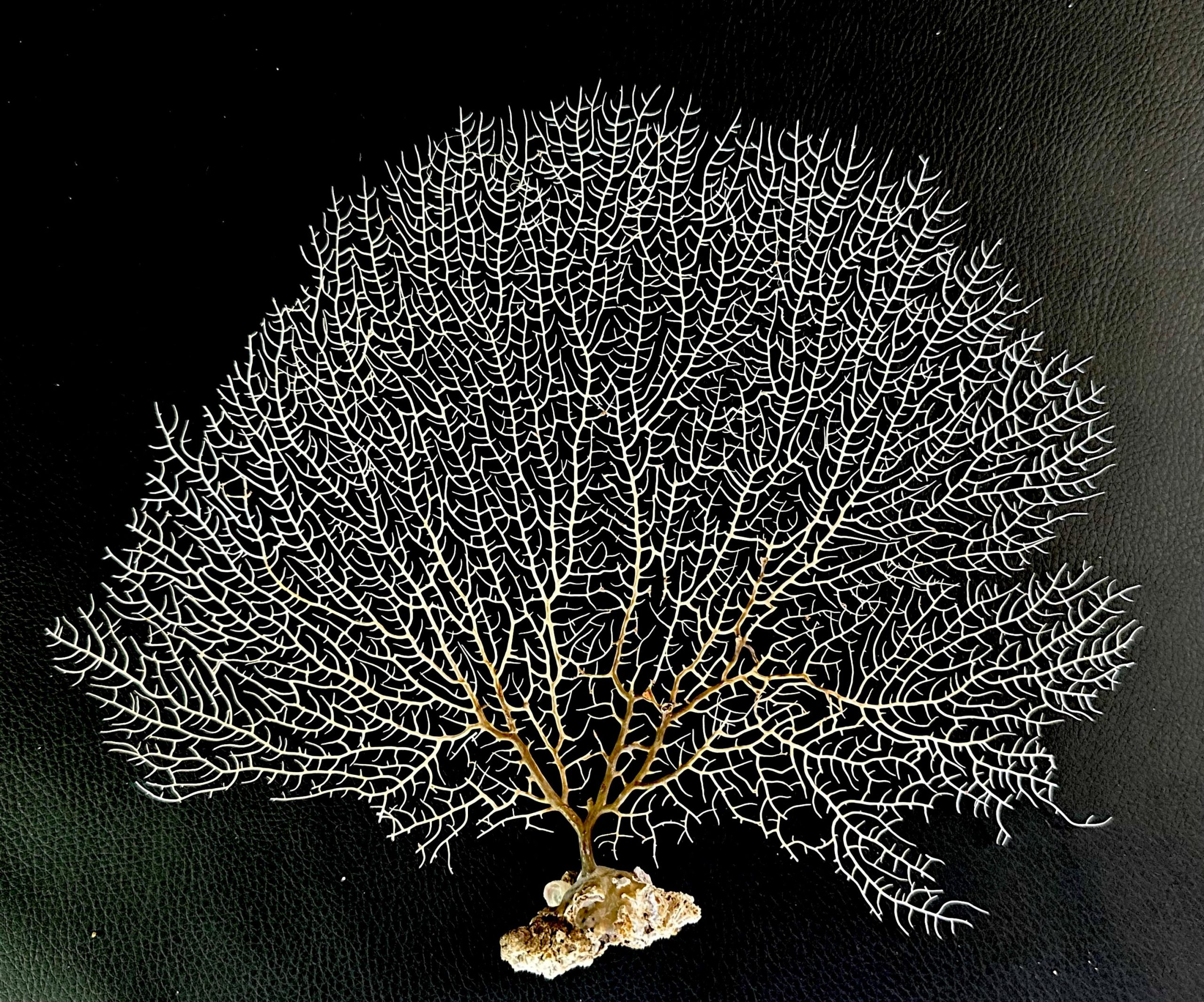 Natural Dried White Sea Fans (7"-20") *You Choose Size* Beach Coastal Décor