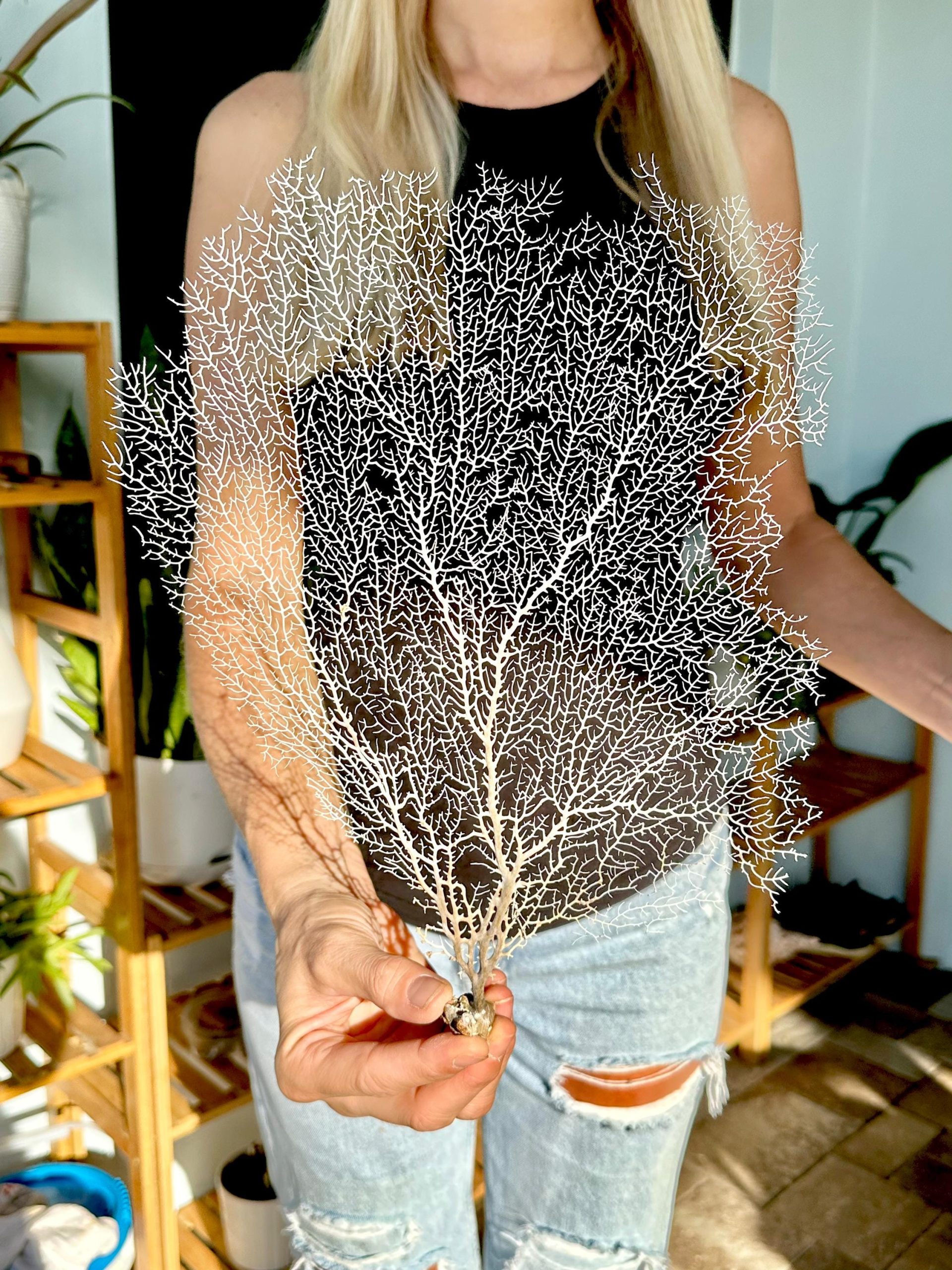 Natural Dried White Sea Fans (7"-20") *You Choose Size* Beach Coastal Décor - Image 5