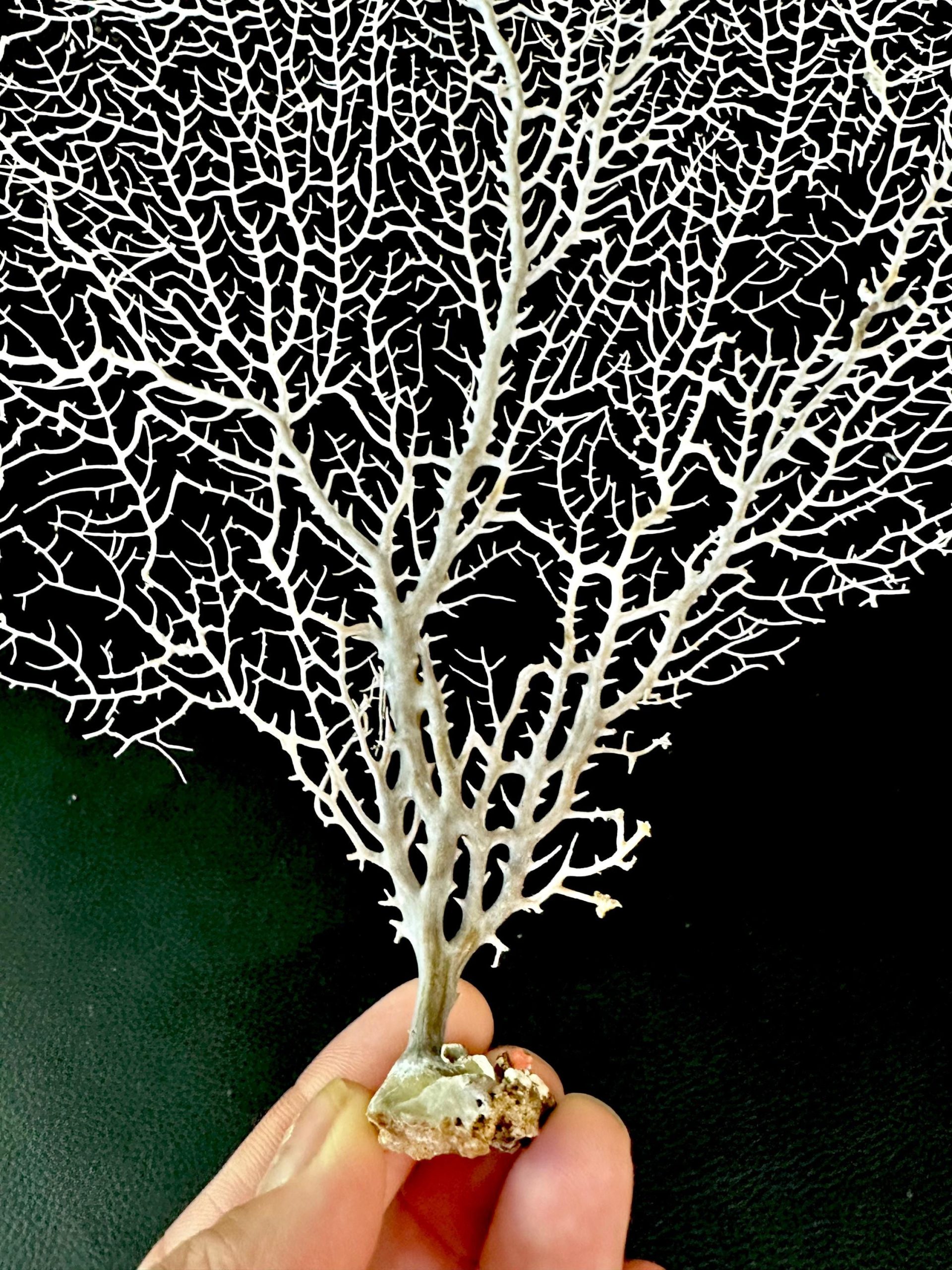 Natural Dried White Sea Fans (7"-20") *You Choose Size* Beach Coastal Décor - Image 4