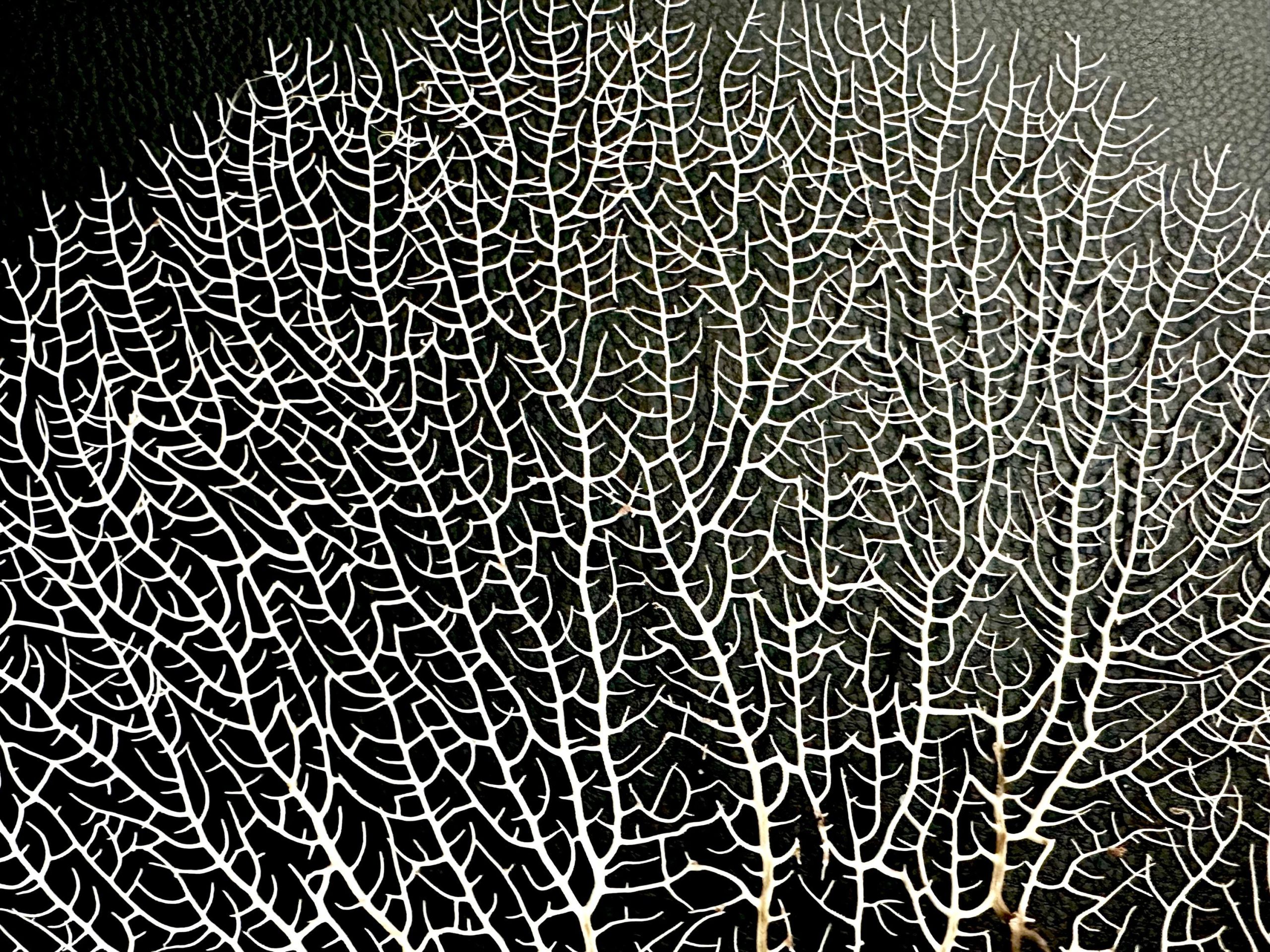 Natural Dried White Sea Fans (7"-20") *You Choose Size* Beach Coastal Décor - Image 3