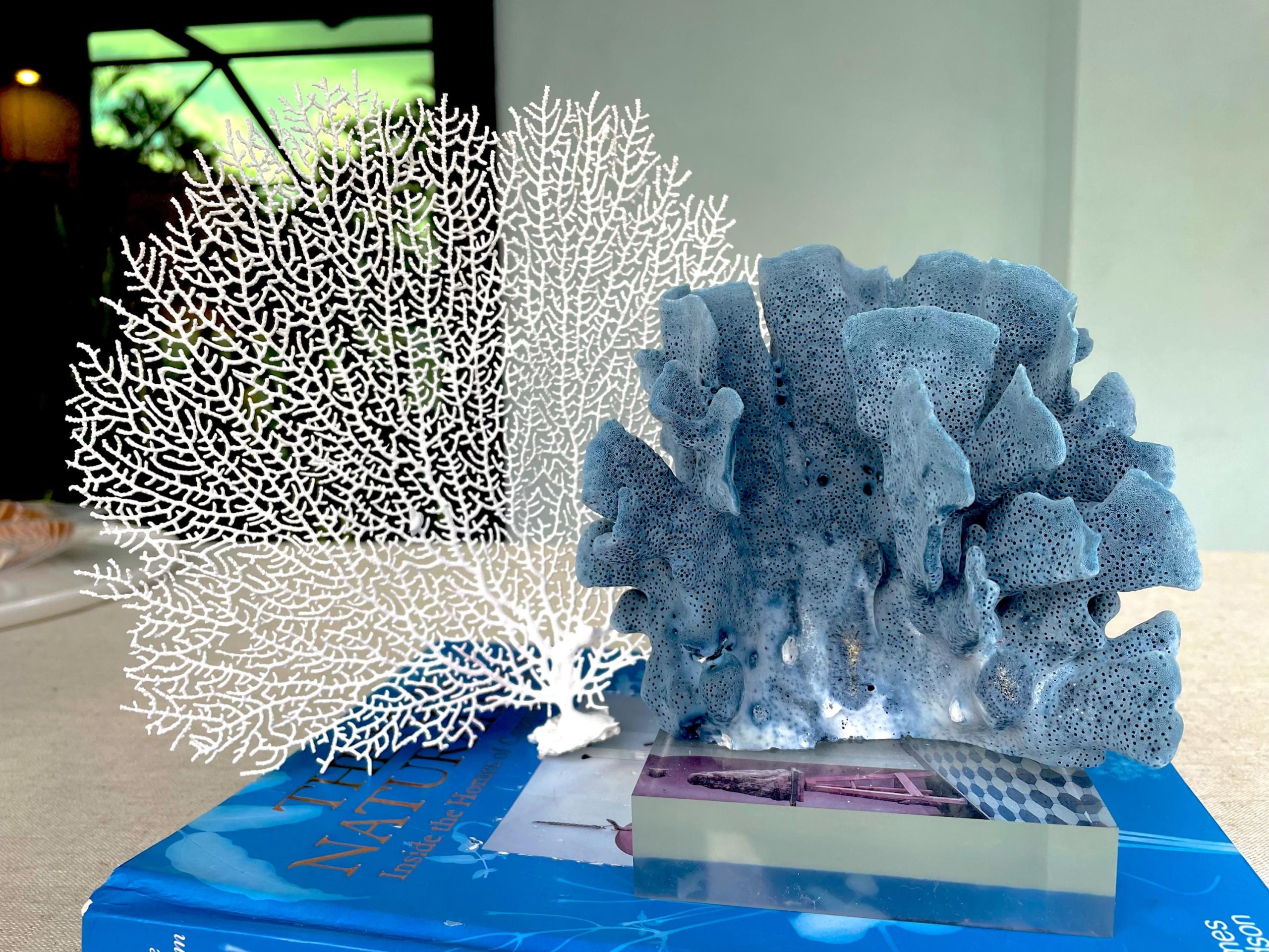 White Sea Fan (8-20") *You Choose Size* Natural Hand Painted Coastal Décor - Image 3