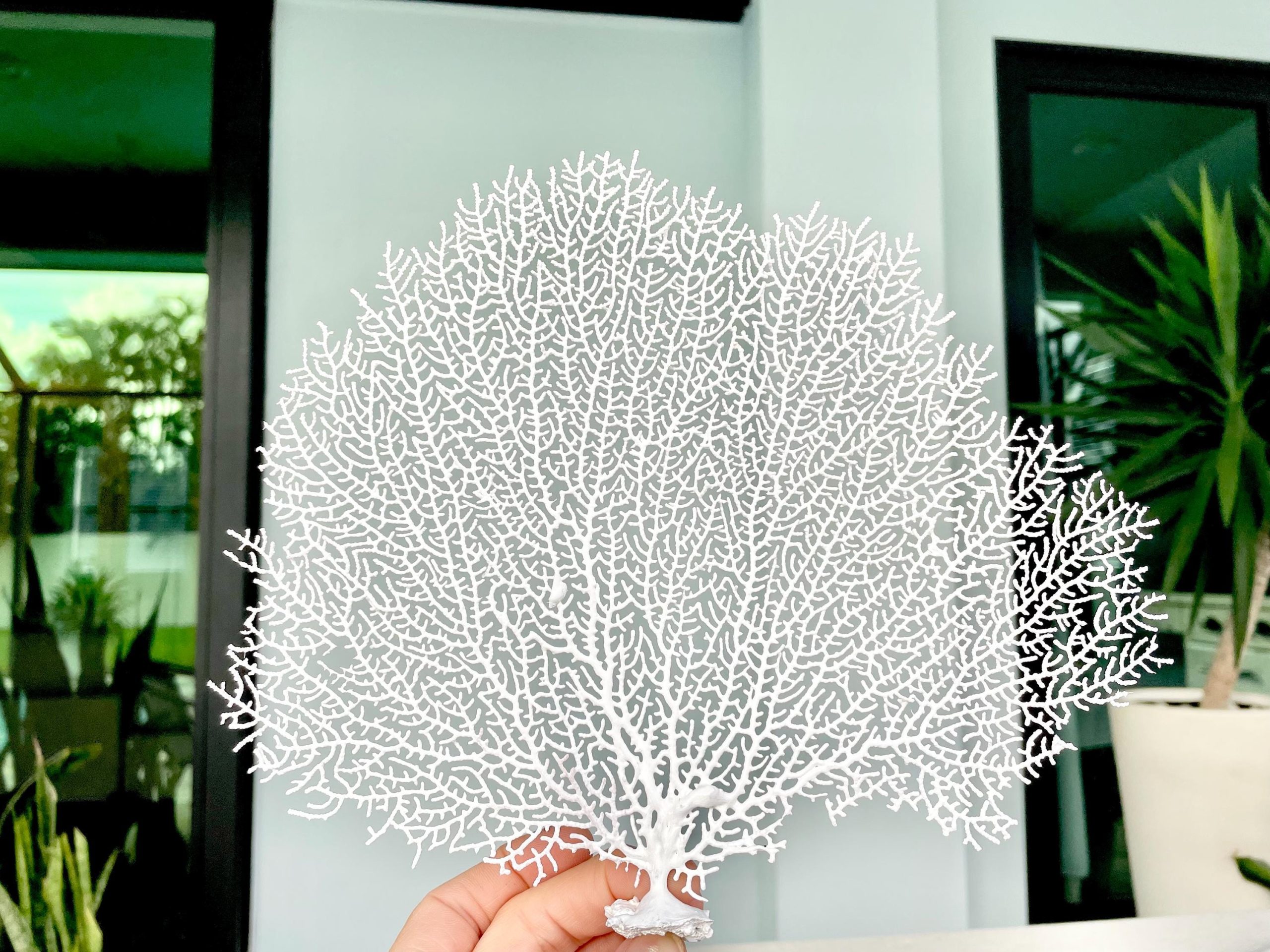 White Sea Fan (8-20") *You Choose Size* Natural Hand Painted Coastal Décor - Image 4