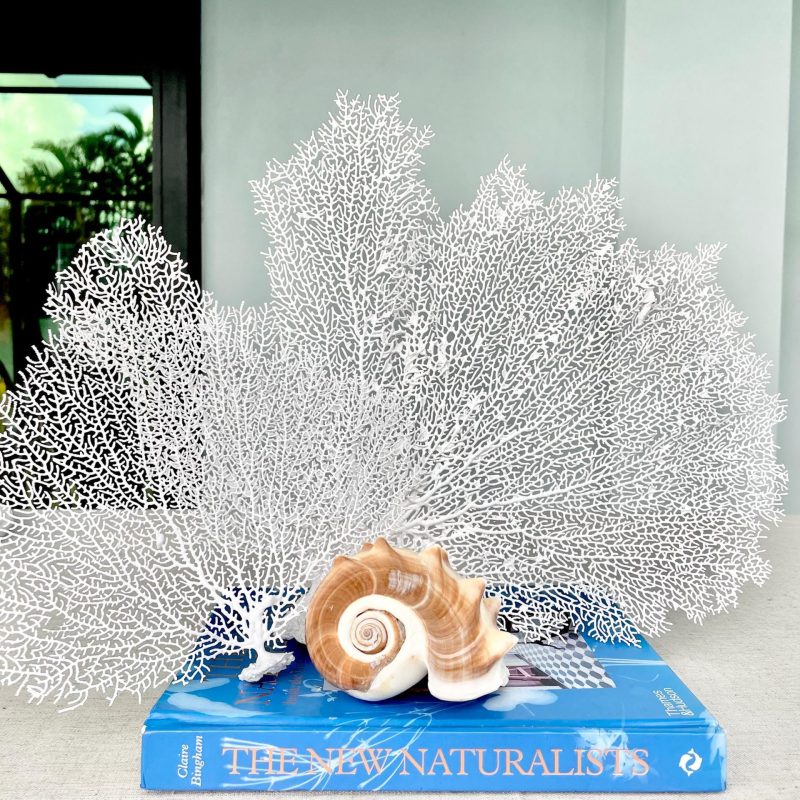 White Sea Fan (8-20") *You Choose Size* Natural Hand Painted Coastal Décor