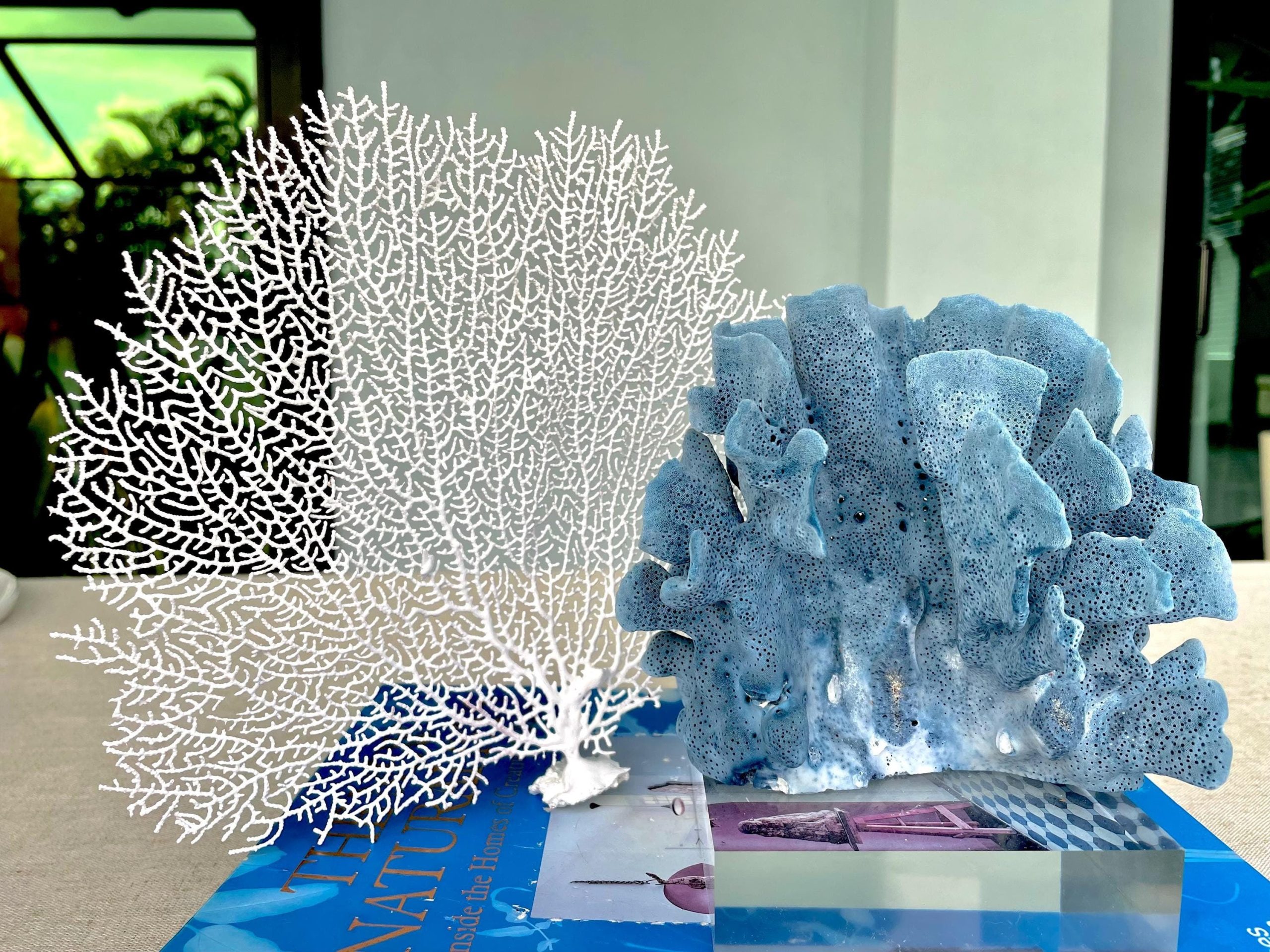 White Sea Fan (8-20") *You Choose Size* Natural Hand Painted Coastal Décor - Image 2
