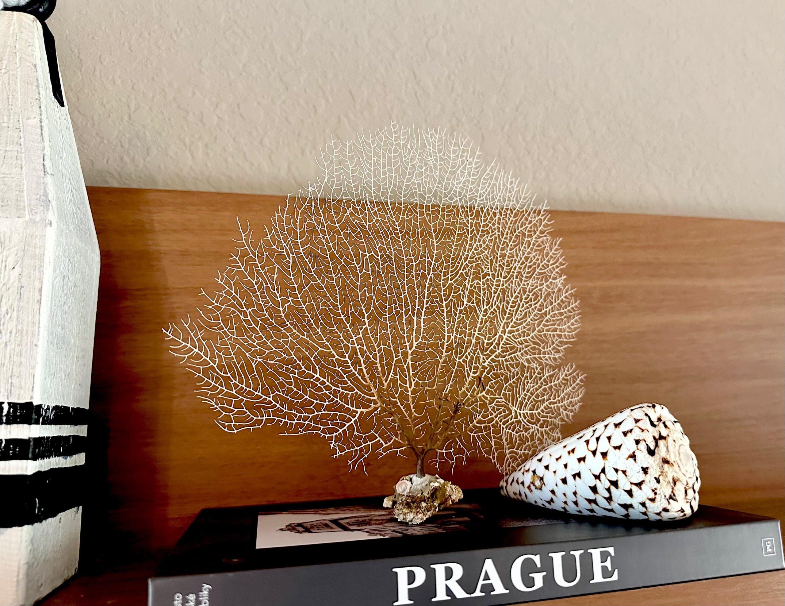 Natural Dried White Sea Fans (7"-20") *You Choose Size* Beach Coastal Décor - Image 9