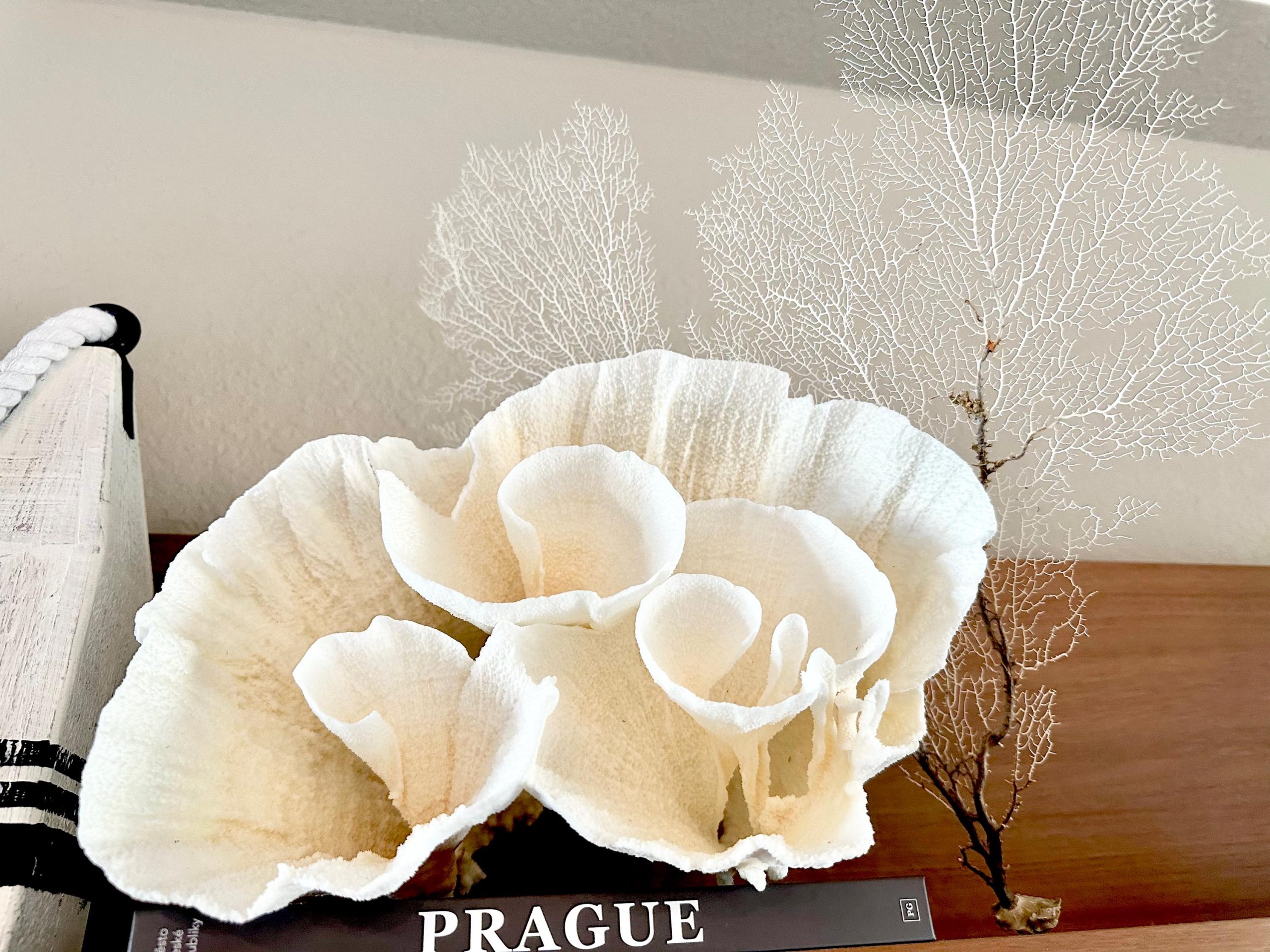 Natural Dried White Sea Fans (7"-20") *You Choose Size* Beach Coastal Décor - Image 8
