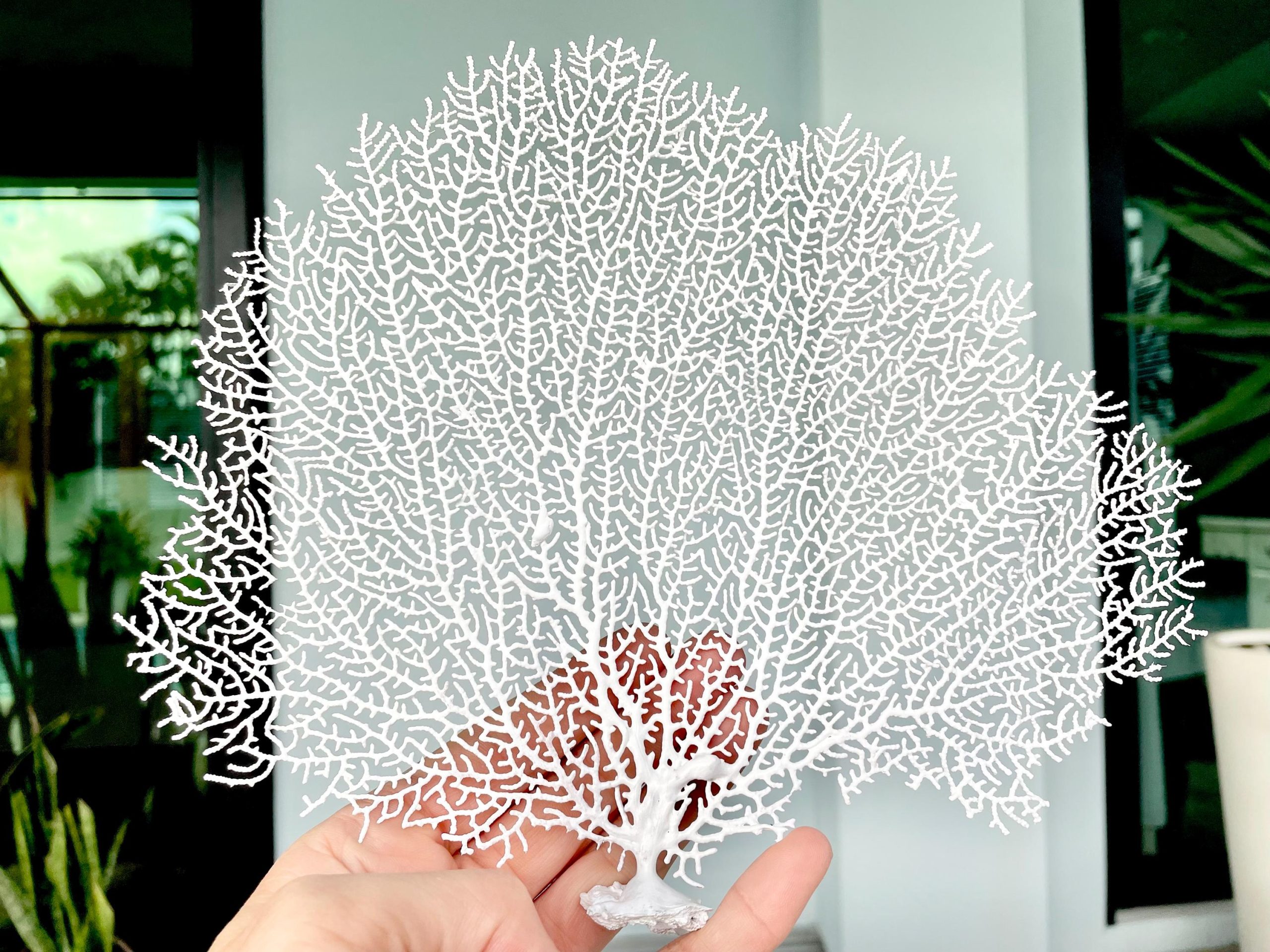 White Sea Fan (8-20") *You Choose Size* Natural Hand Painted Coastal Décor - Image 7