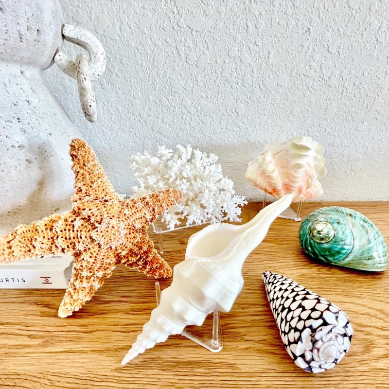 Small Clear Lucite Acrylic Display Stand 3.5 x 2.5 x 1.5 For Mounting Seashells Stones, corals, and more... 4 Leg Riser