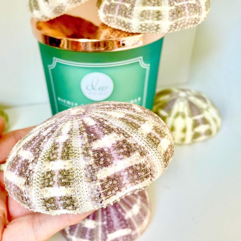 Gator Alfonso Sea Urchin Shells 3-4" *You Choose Quantity* Nautical Coastal Décor