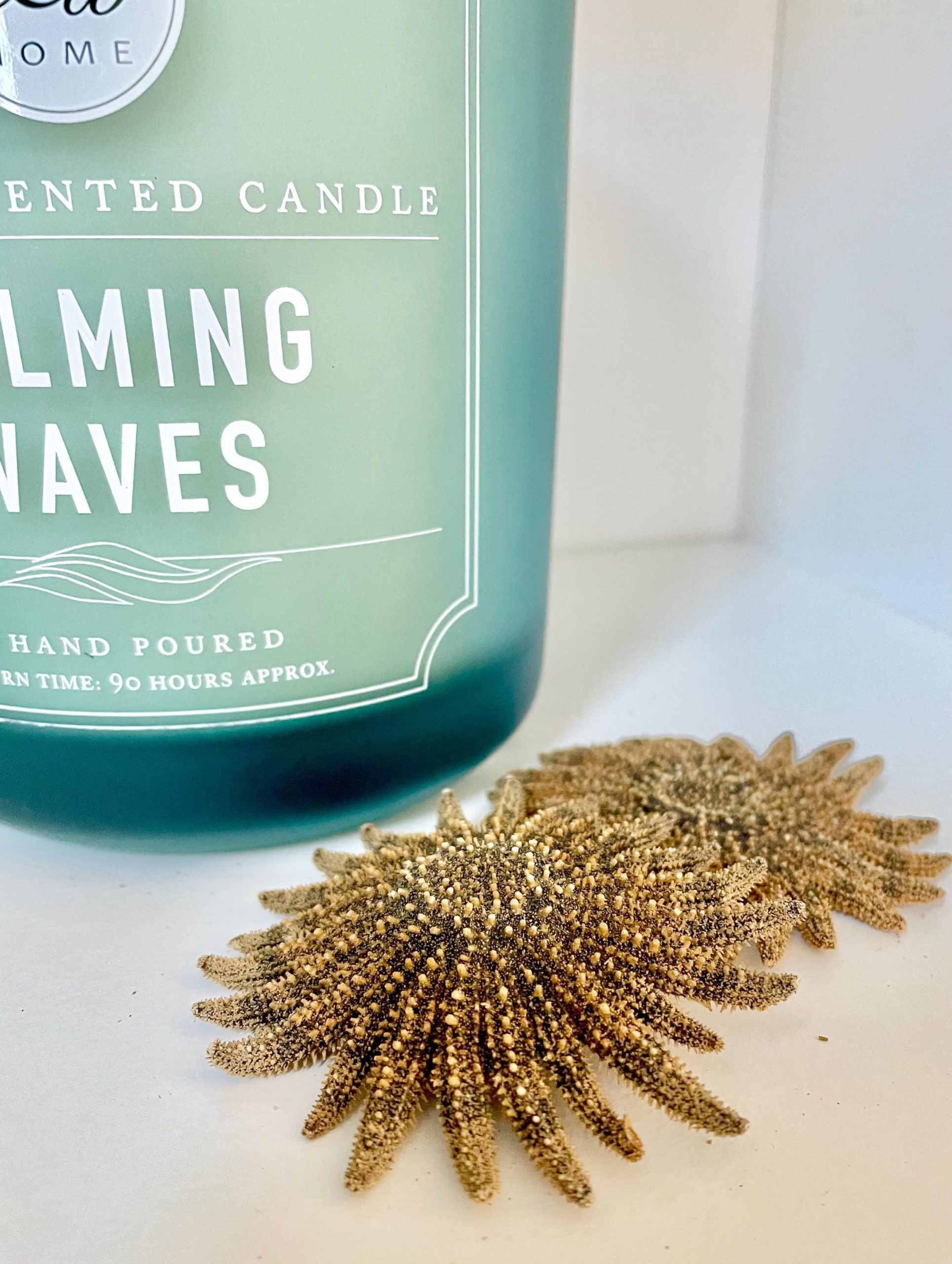 Mexican Sunflower Starfish 2-5" *You Choose Size* Real Dried Sea Star, Beach Décor - Image 3