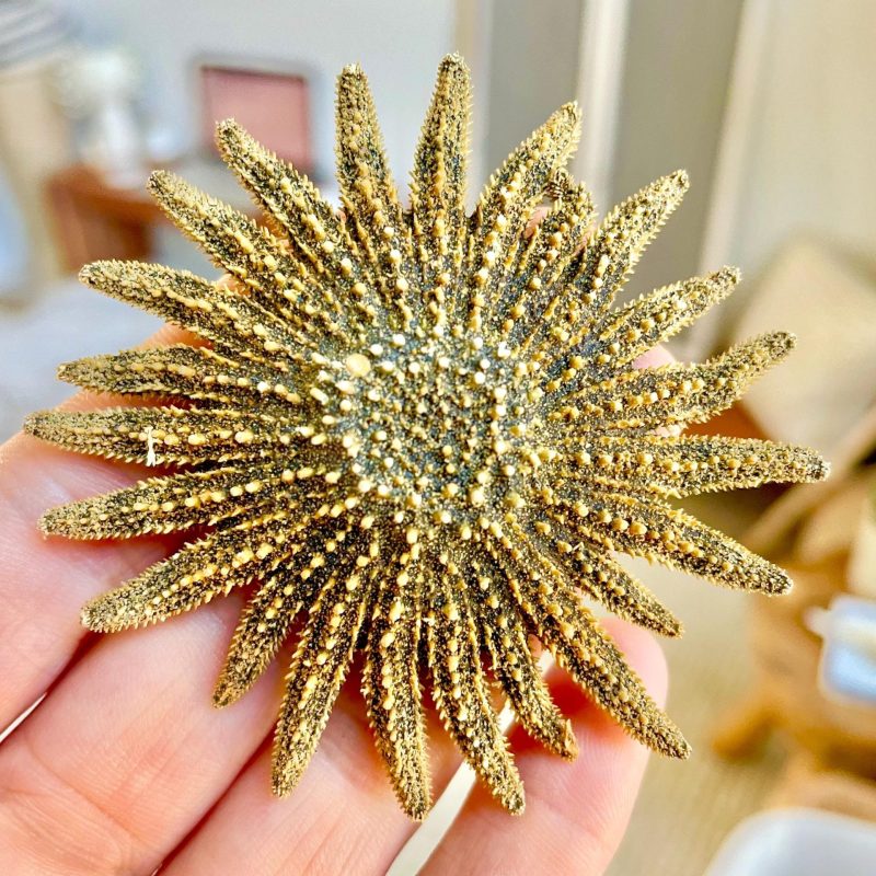 Mexican Sunflower Starfish 2-5" *You Choose Size* Real Dried Sea Star, Beach Décor