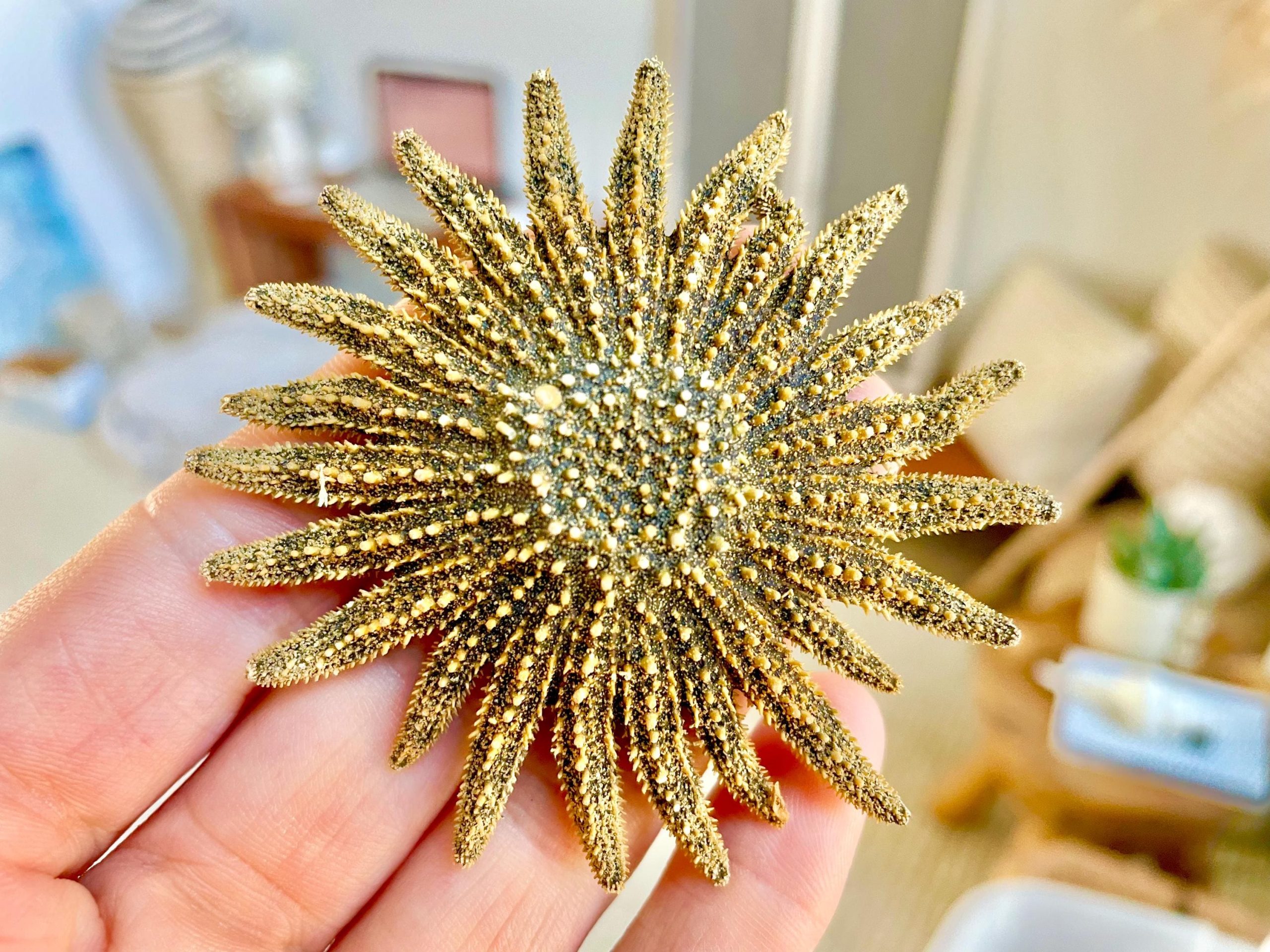 Mexican Sunflower Starfish 2-5" *You Choose Size* Real Dried Sea Star, Beach Décor