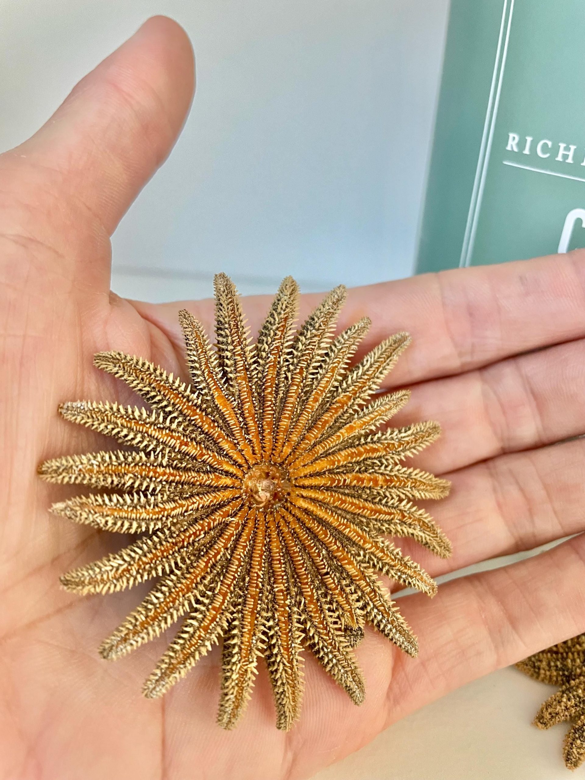 Mexican Sunflower Starfish 2-5" *You Choose Size* Real Dried Sea Star, Beach Décor - Image 5