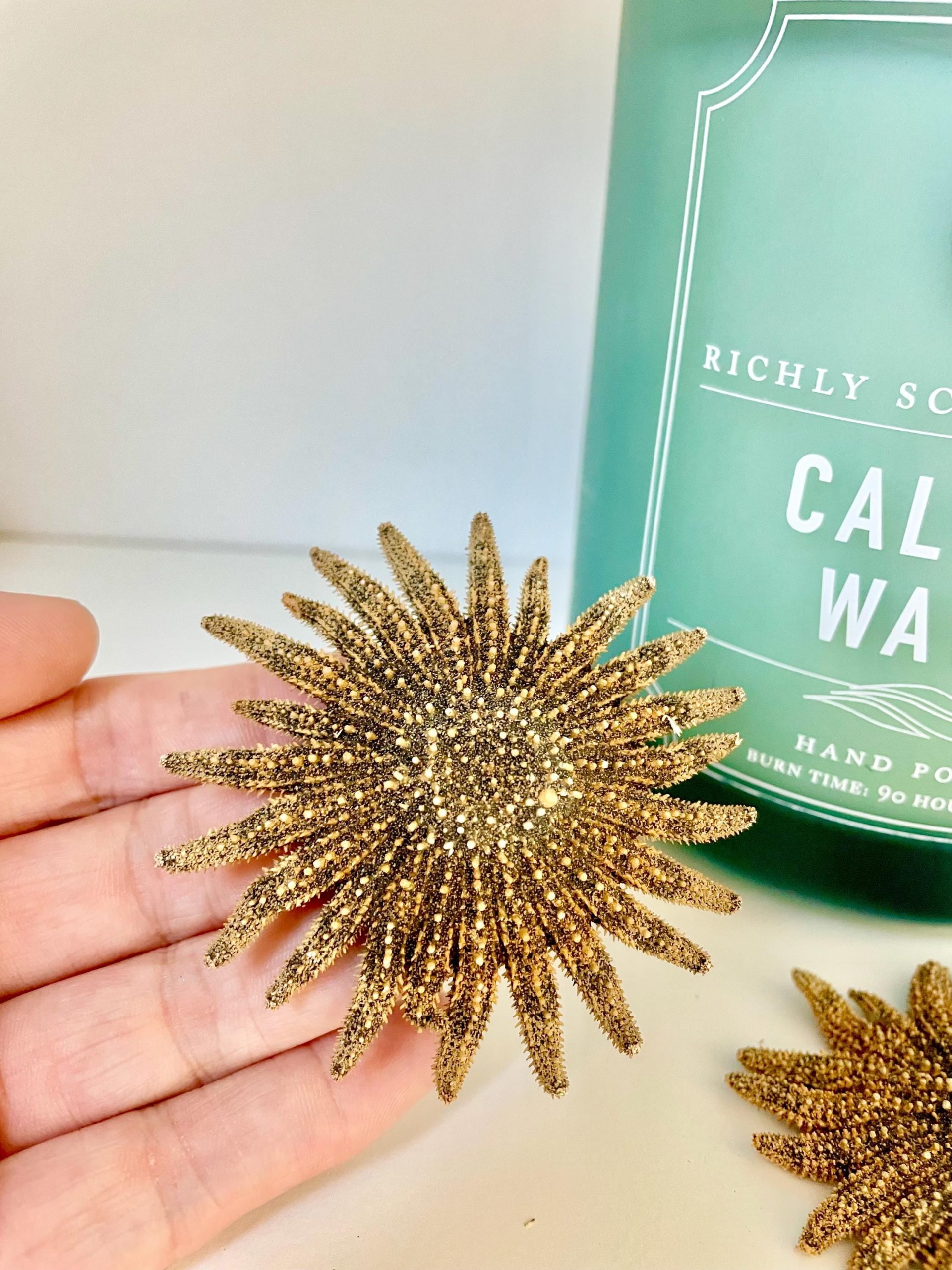 Mexican Sunflower Starfish 2-5" *You Choose Size* Real Dried Sea Star, Beach Décor - Image 6