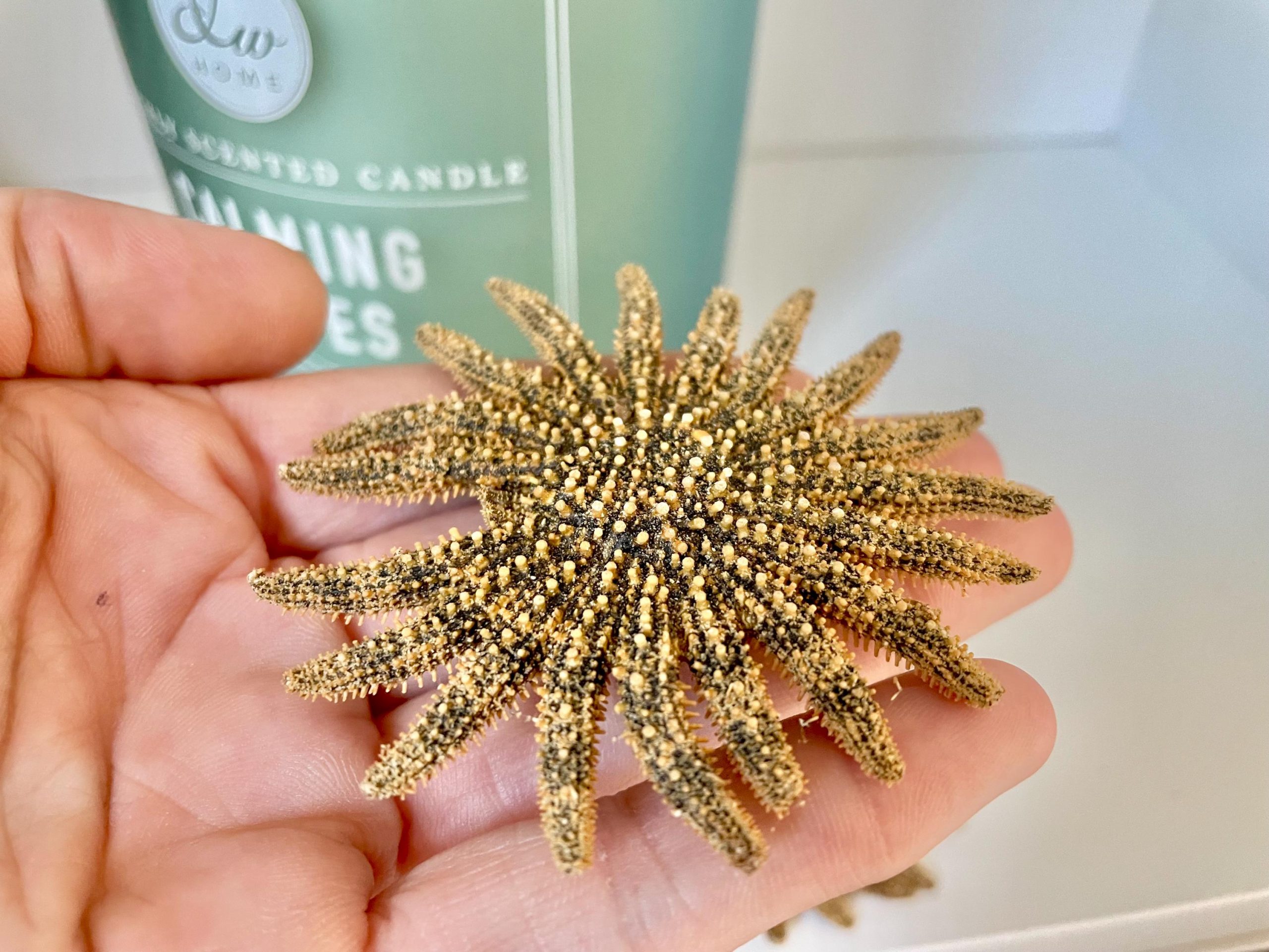 Mexican Sunflower Starfish 2-5" *You Choose Size* Real Dried Sea Star, Beach Décor - Image 9