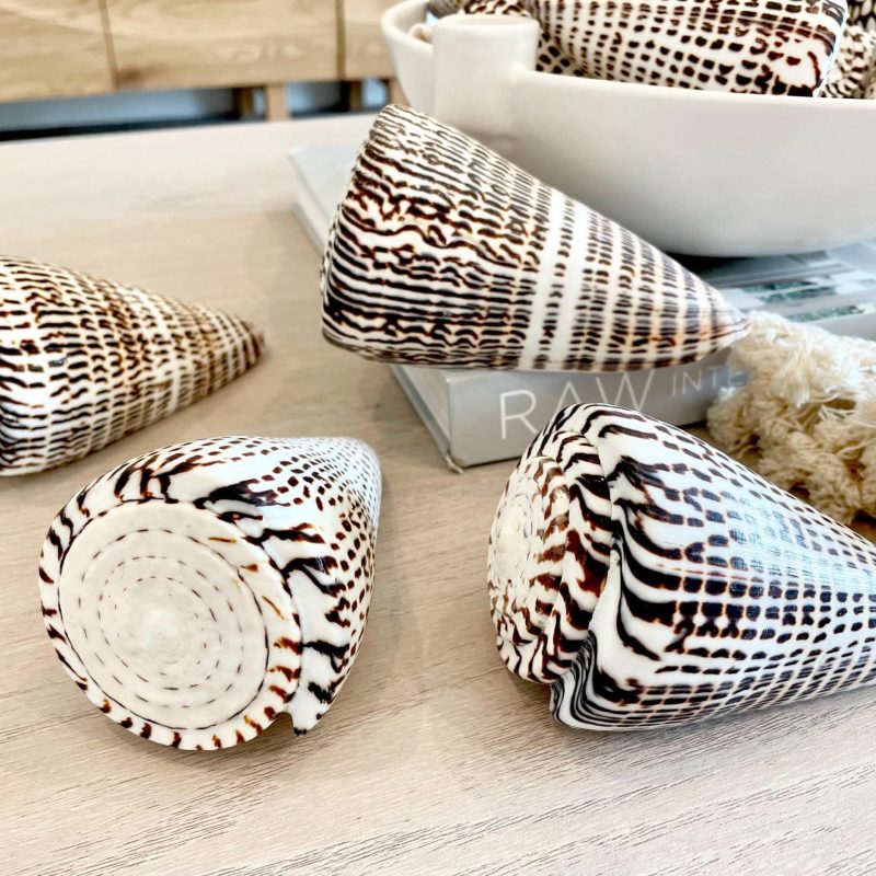 Leopard Cone Shells: 3-6" *You Choose Size* Natural White Brown Spotted Display Seashell