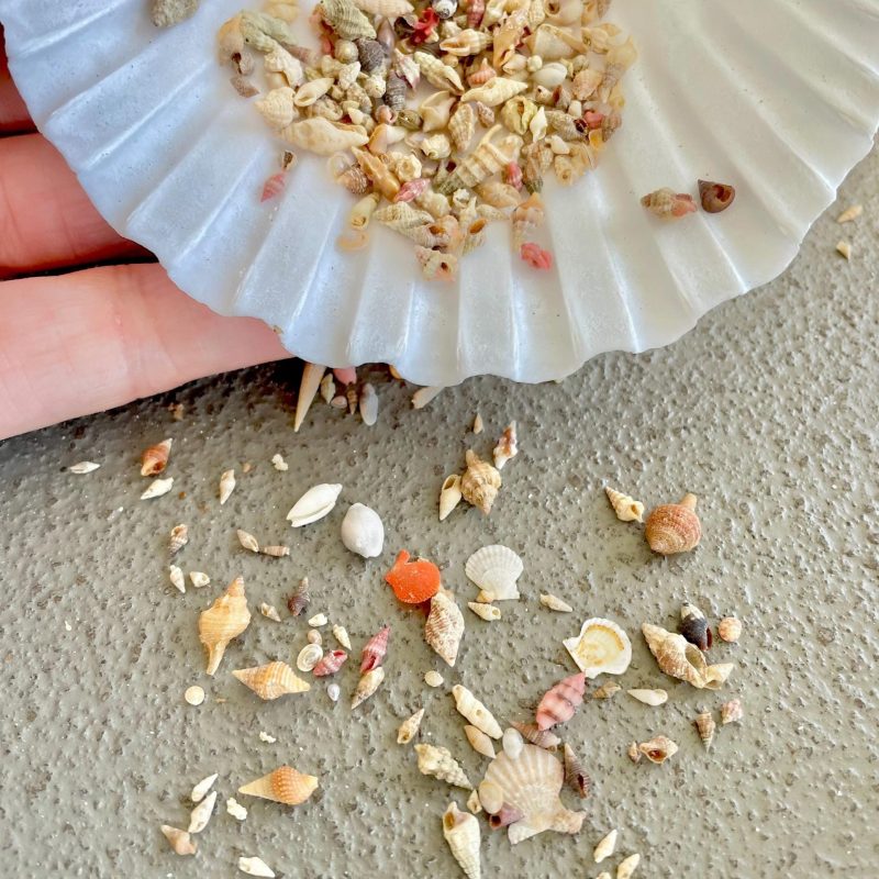 SUPER MICRO Shells 5-10mm, Less then 1 cm *Pack of 25* Craft Seashells