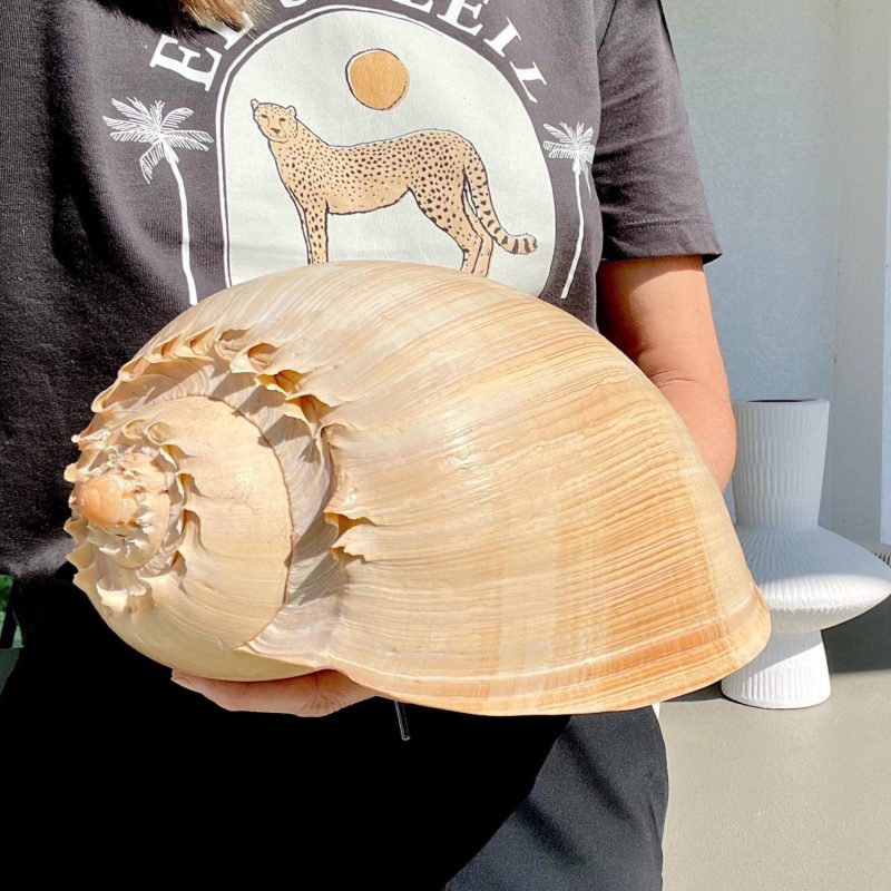 CROWNED BALER MELON Shell *All Sizes* Golden Peach Large Display Seashell Coastal Planter