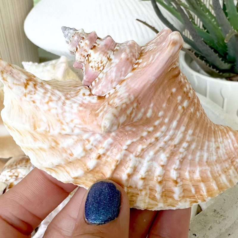 ROOSTER CONCH SHELL *All Sizes* Pink Peach Display Seashell Strombus Gallus Hawk Wing