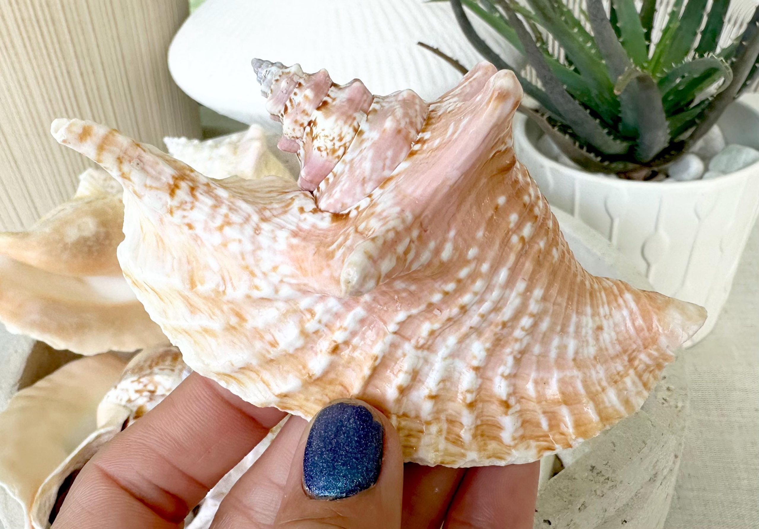 ROOSTER CONCH SHELL *All Sizes* Pink Peach Display Seashell Strombus Gallus Hawk Wing