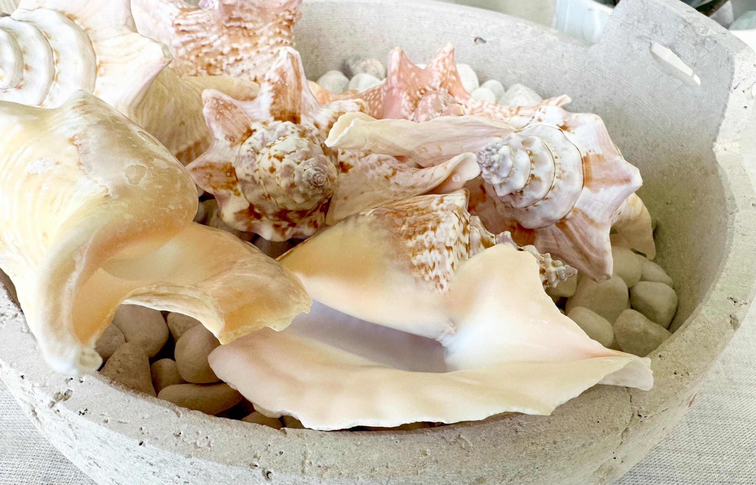 ROOSTER CONCH SHELL *All Sizes* Pink Peach Display Seashell Strombus Gallus Hawk Wing - Image 6