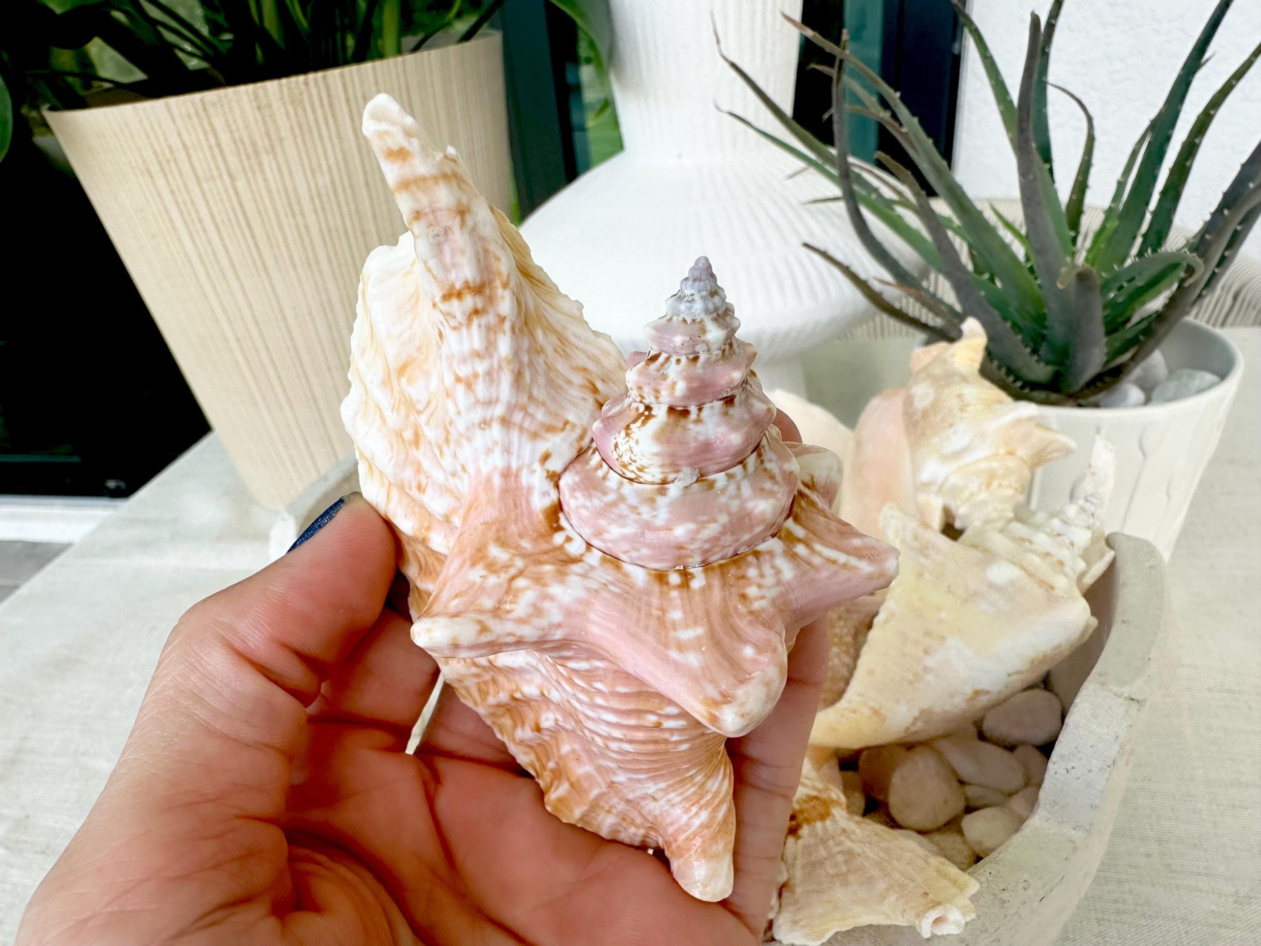 ROOSTER CONCH SHELL *All Sizes* Pink Peach Display Seashell Strombus Gallus Hawk Wing - Image 3