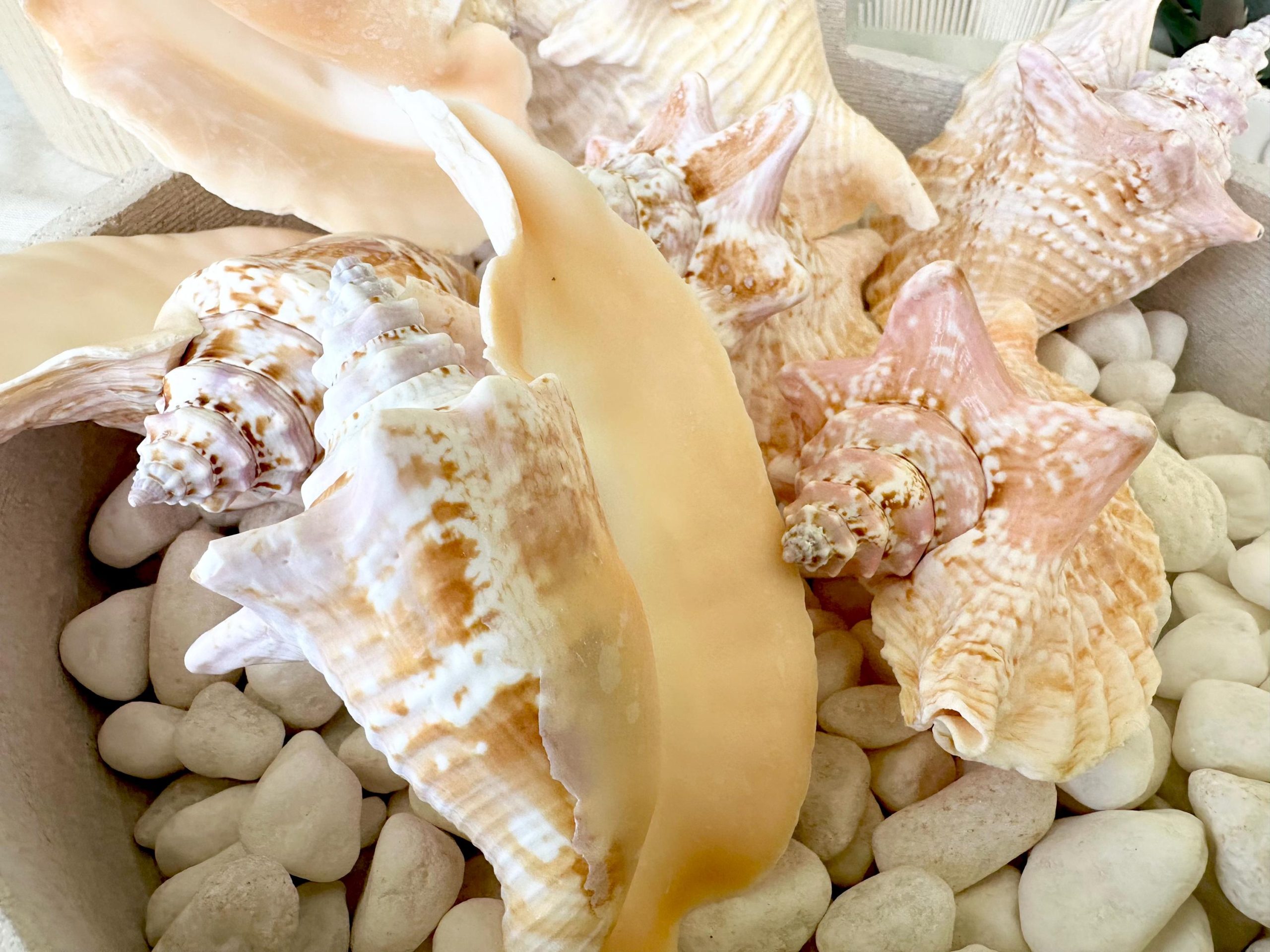 ROOSTER CONCH SHELL *All Sizes* Pink Peach Display Seashell Strombus Gallus Hawk Wing - Image 5