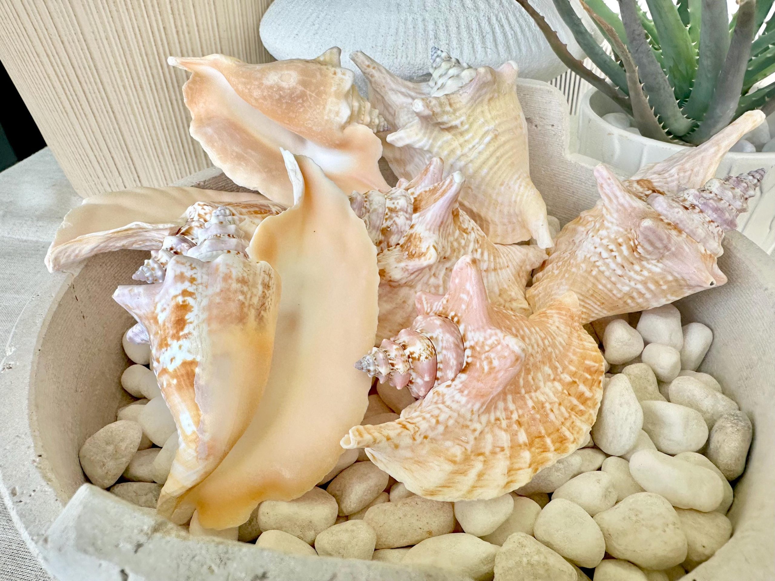 ROOSTER CONCH SHELL *All Sizes* Pink Peach Display Seashell Strombus Gallus Hawk Wing - Image 4
