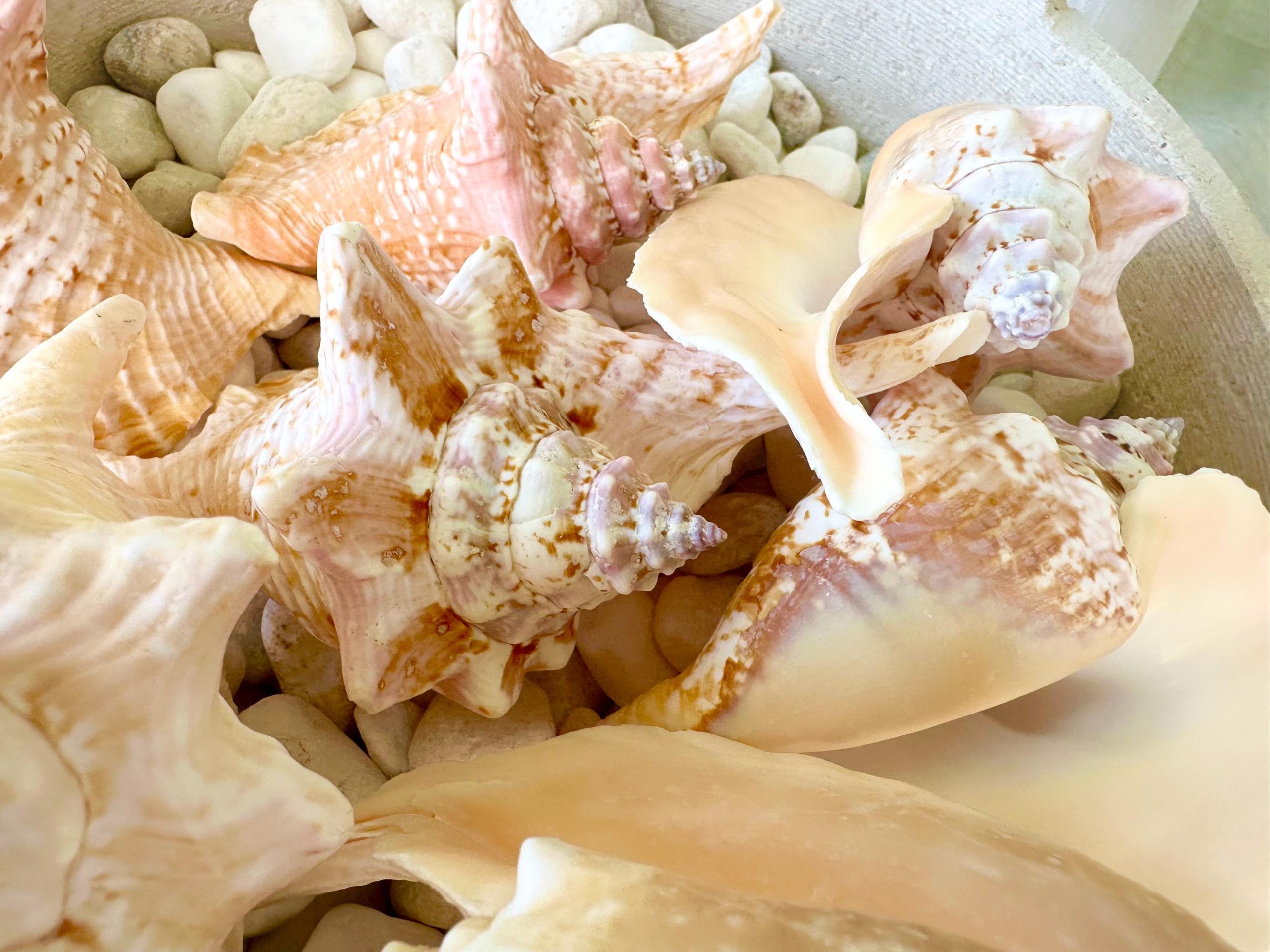 ROOSTER CONCH SHELL *All Sizes* Pink Peach Display Seashell Strombus Gallus Hawk Wing - Image 7