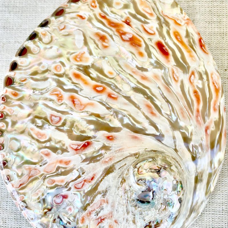 Red/Silver Abalone Shell, 5.5-6" Polished Seashell Display Dish