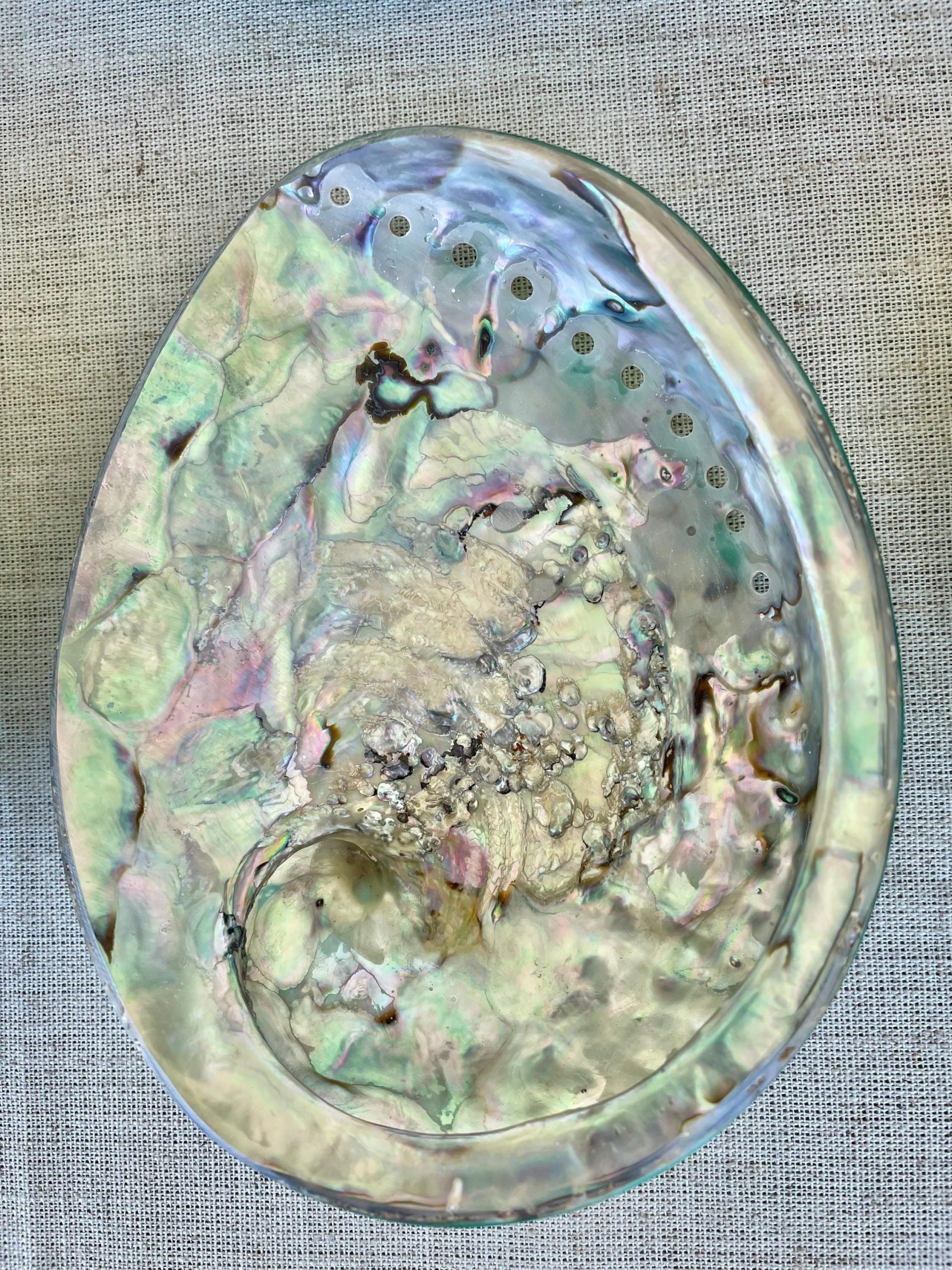 Green Abalone Seashell: XL 5.5-6" Iridescent Coastal Décor, Sage Dish - Image 2
