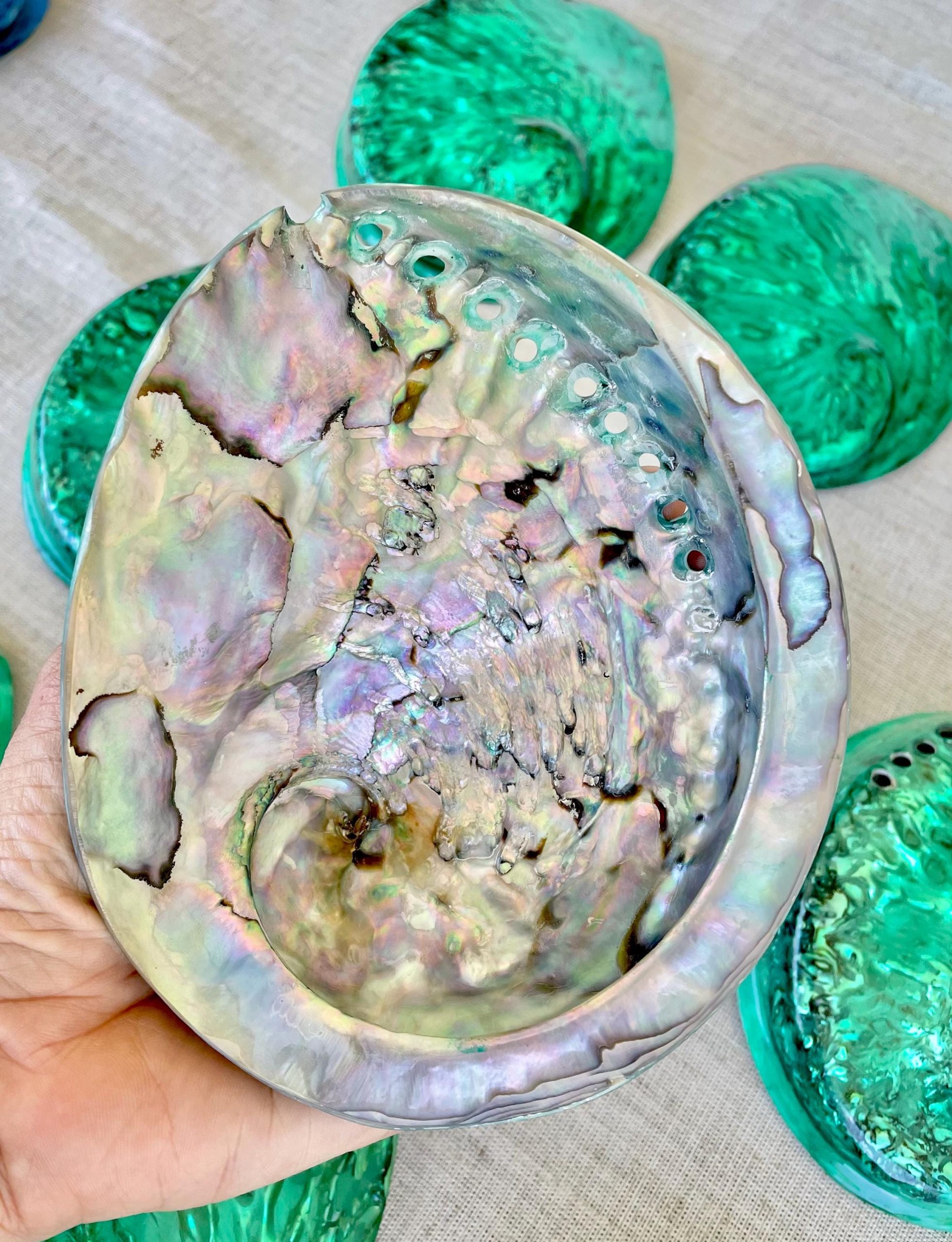 Green Abalone Seashell: XL 5.5-6" Iridescent Coastal Décor, Sage Dish - Image 8