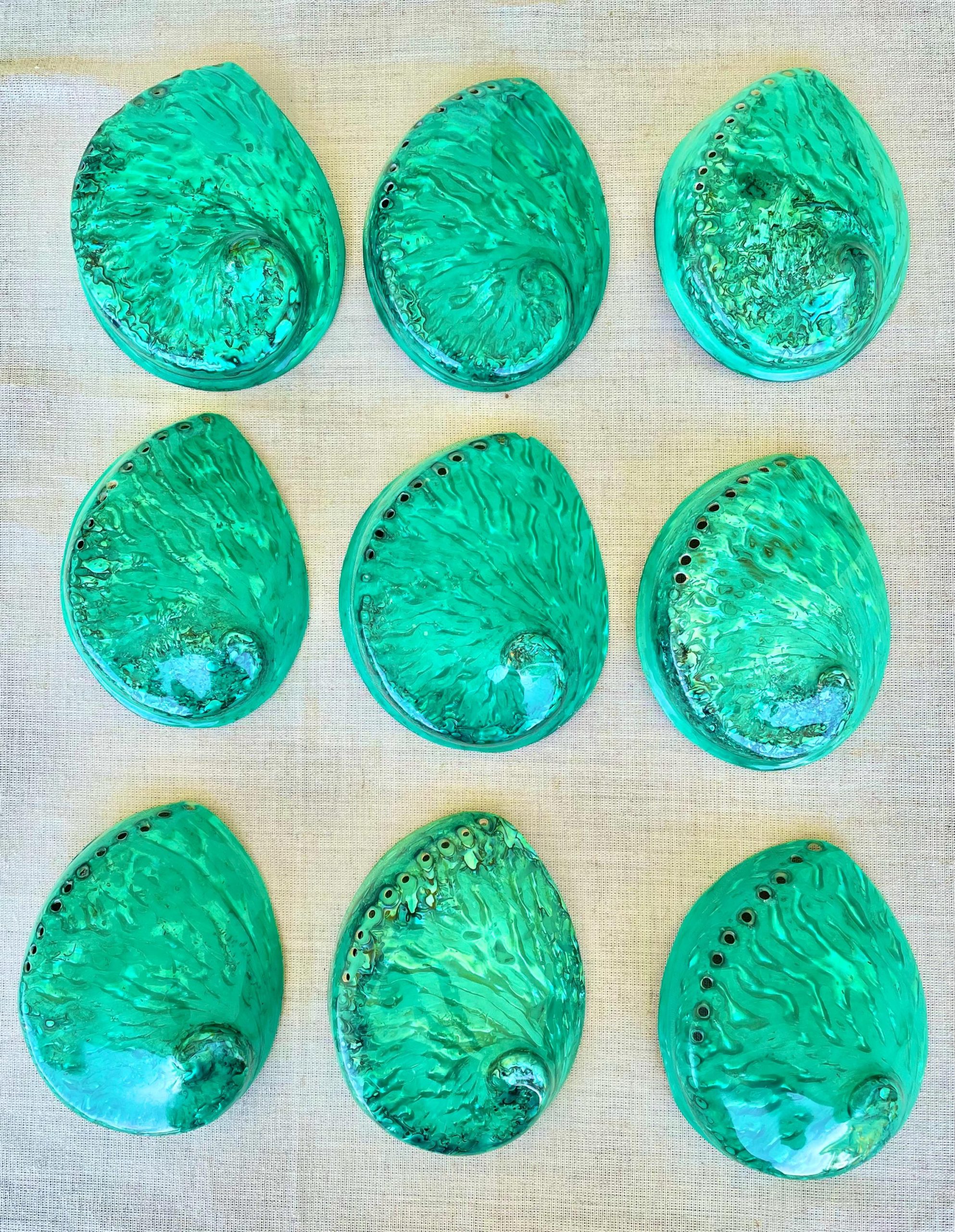 Green Abalone Seashell: XL 5.5-6" Iridescent Coastal Décor, Sage Dish - Image 10