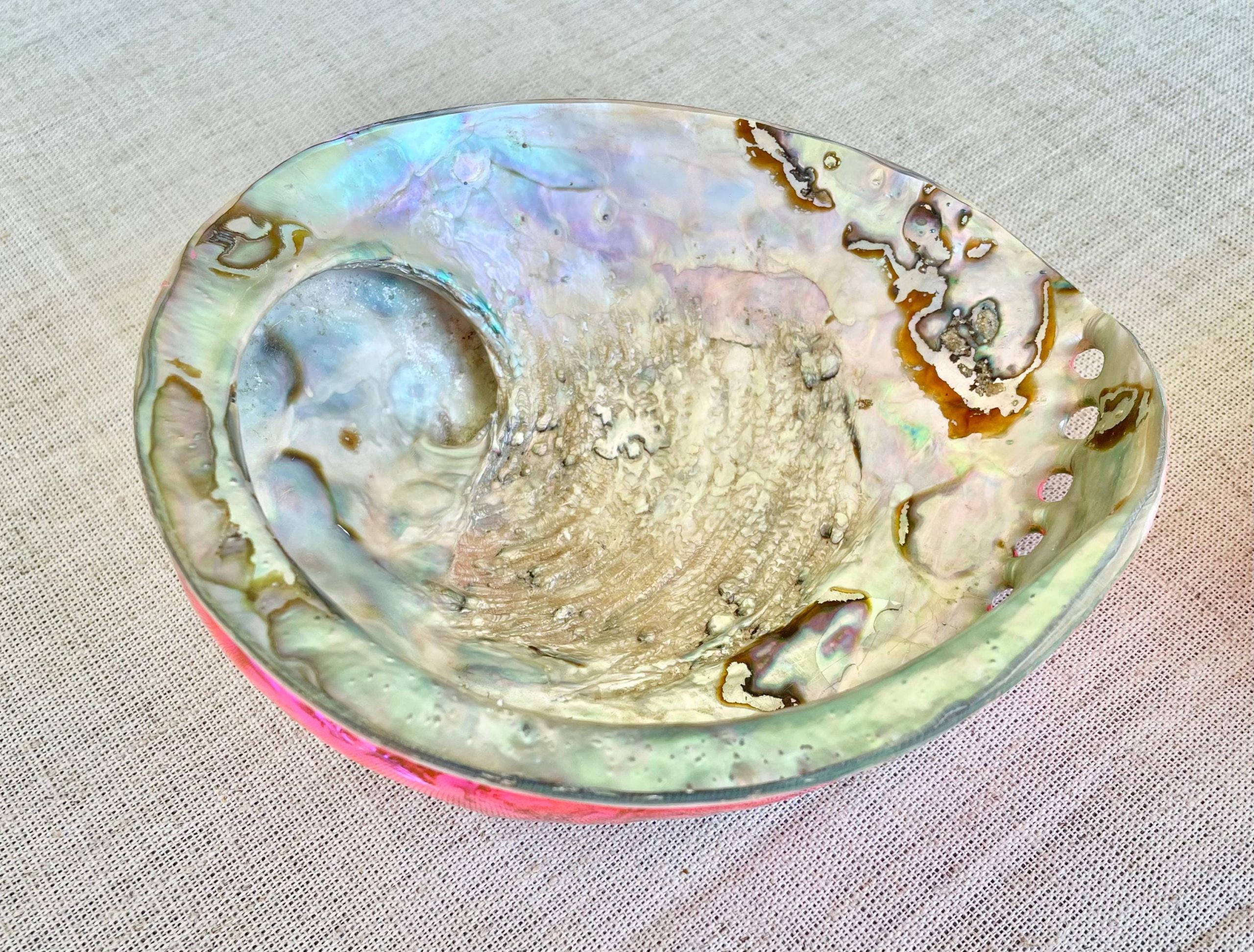 Polished Hot Pink Abalone Shell - Iridescent Coastal Decor (5.5-6") - Image 8