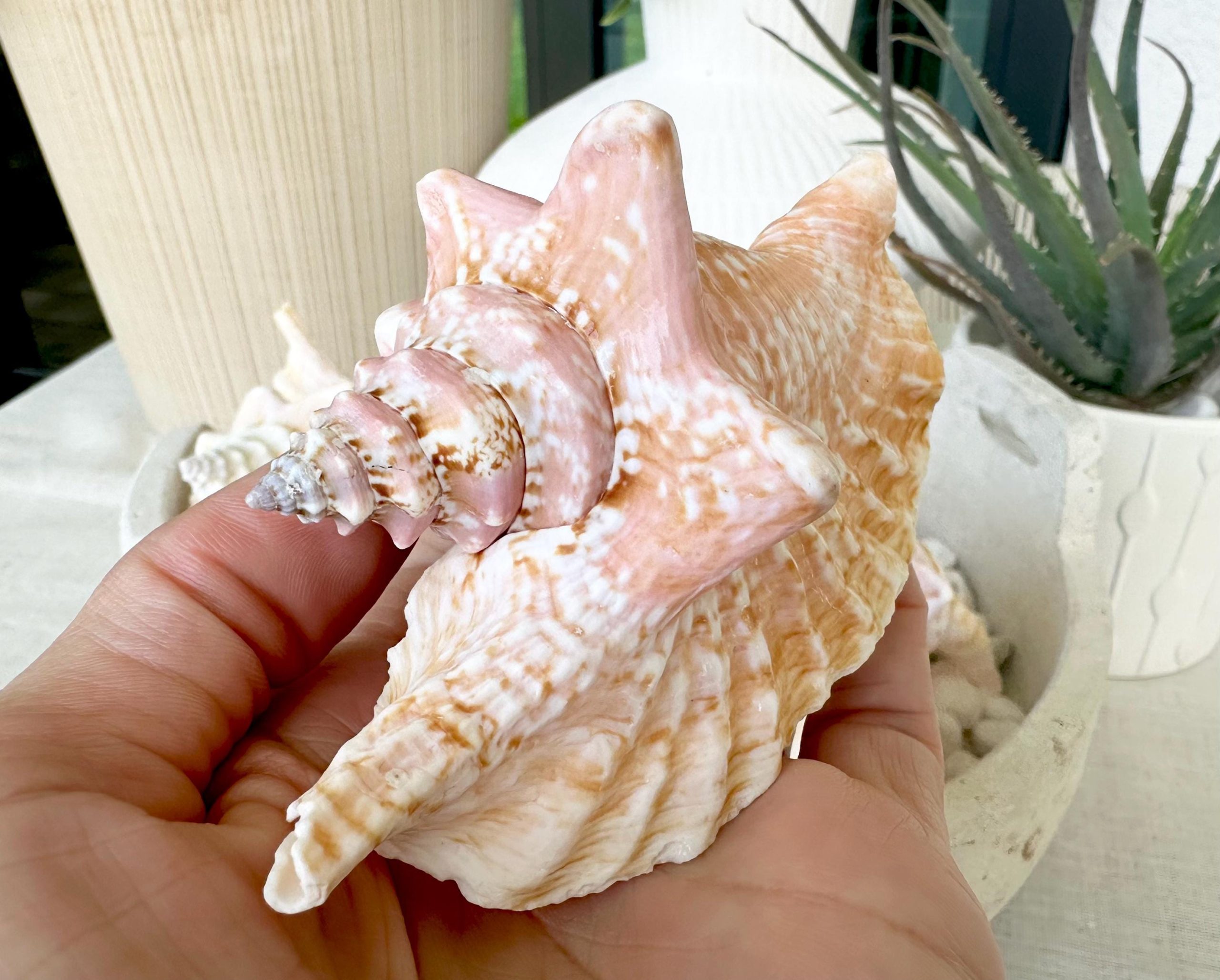 ROOSTER CONCH SHELL *All Sizes* Pink Peach Display Seashell Strombus Gallus Hawk Wing - Image 2