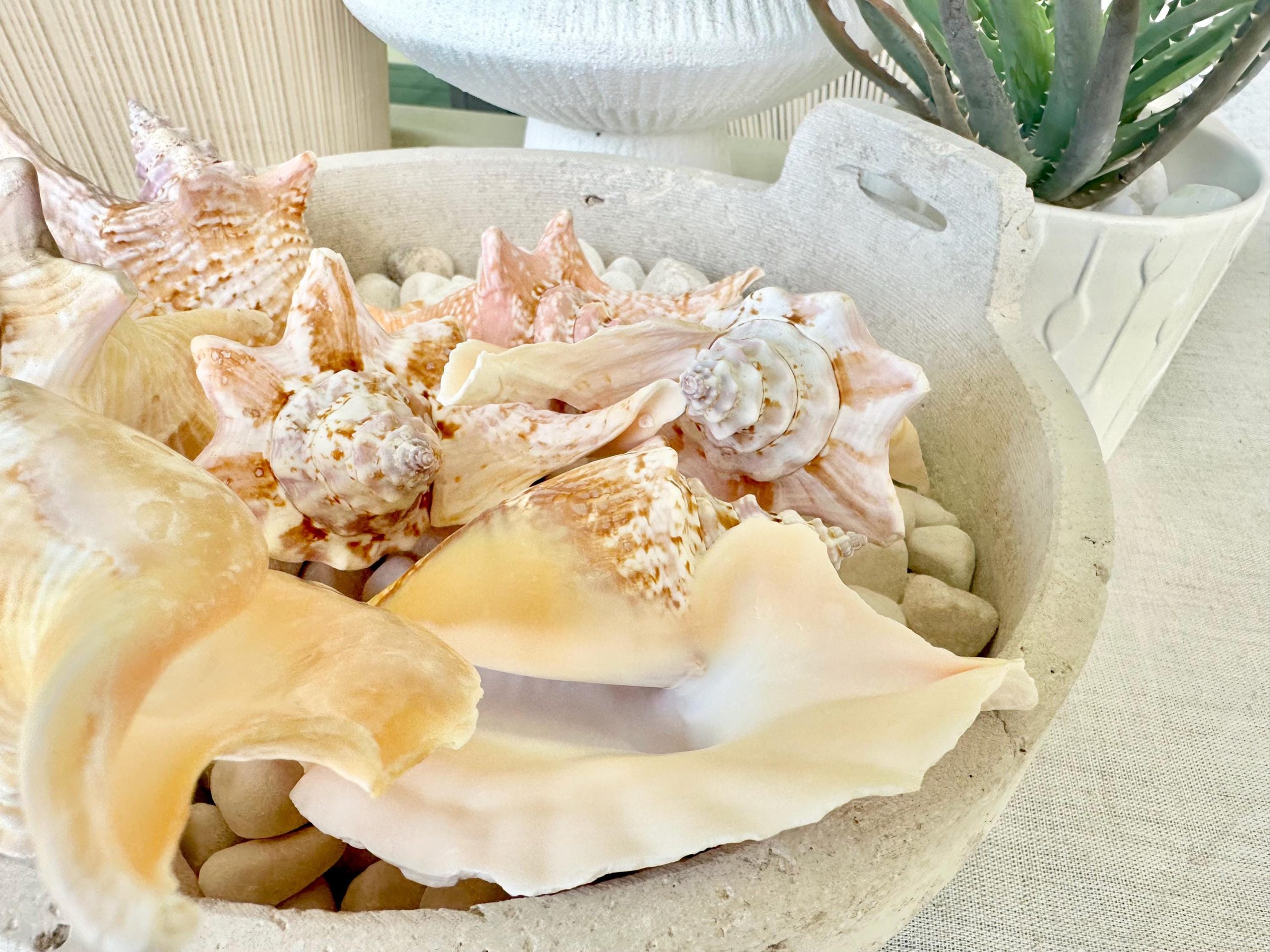ROOSTER CONCH SHELL *All Sizes* Pink Peach Display Seashell Strombus Gallus Hawk Wing - Image 10