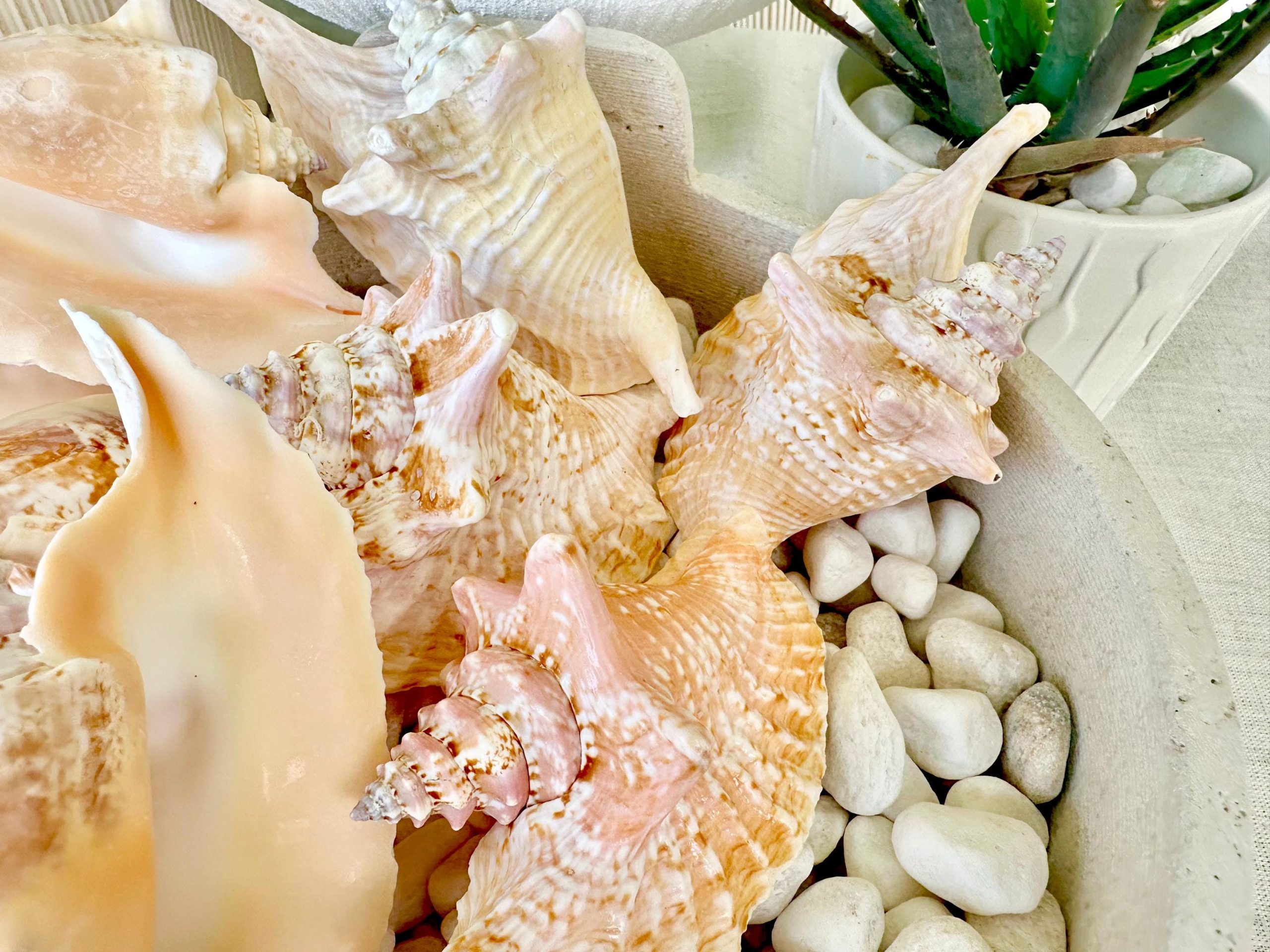 ROOSTER CONCH SHELL *All Sizes* Pink Peach Display Seashell Strombus Gallus Hawk Wing - Image 9