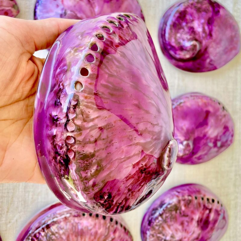 Purple Abalone Shell 5.5-6": High Gloss Iridescent Coastal Décor
