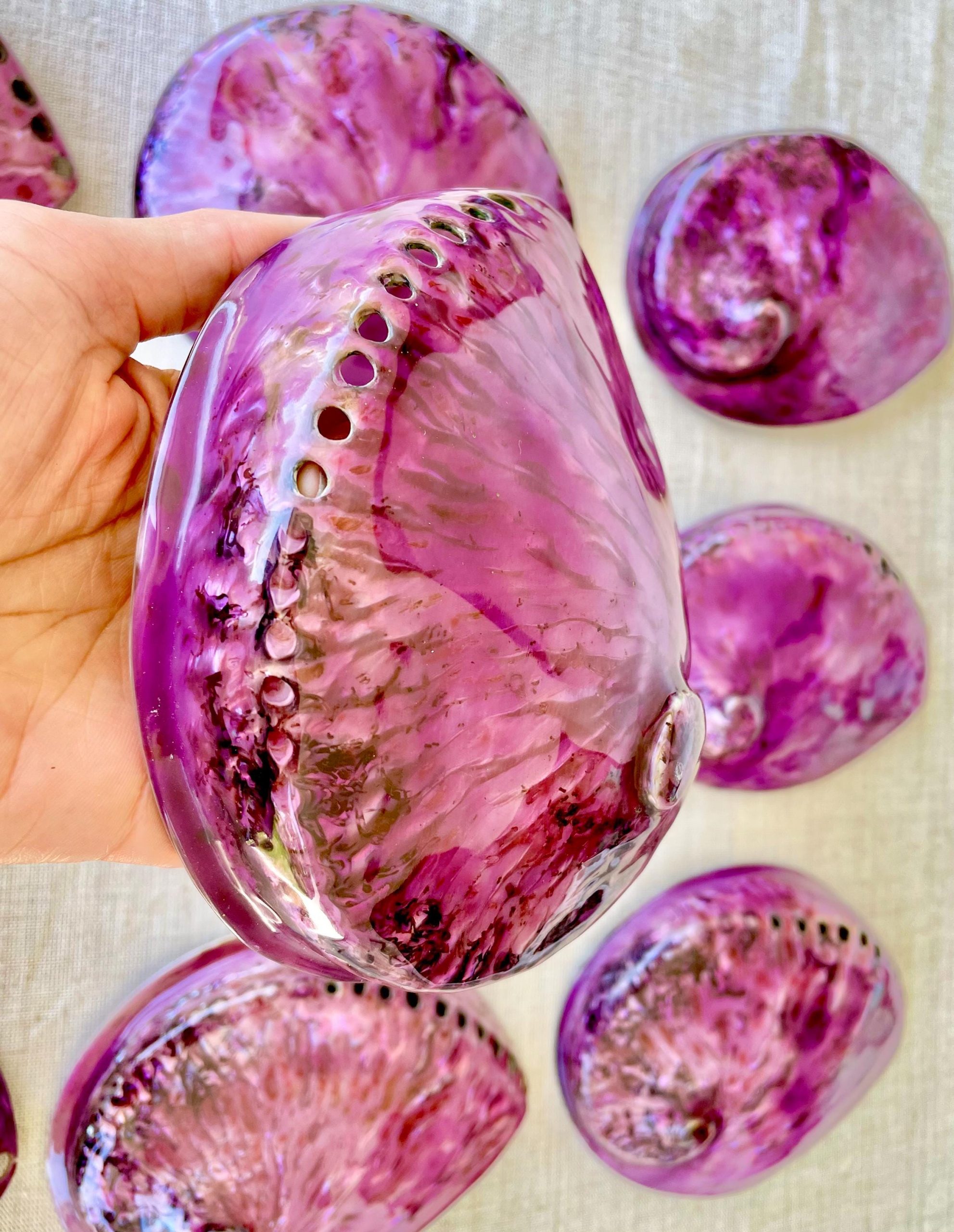 Purple Abalone Shell 5.5-6": High Gloss Iridescent Coastal Décor