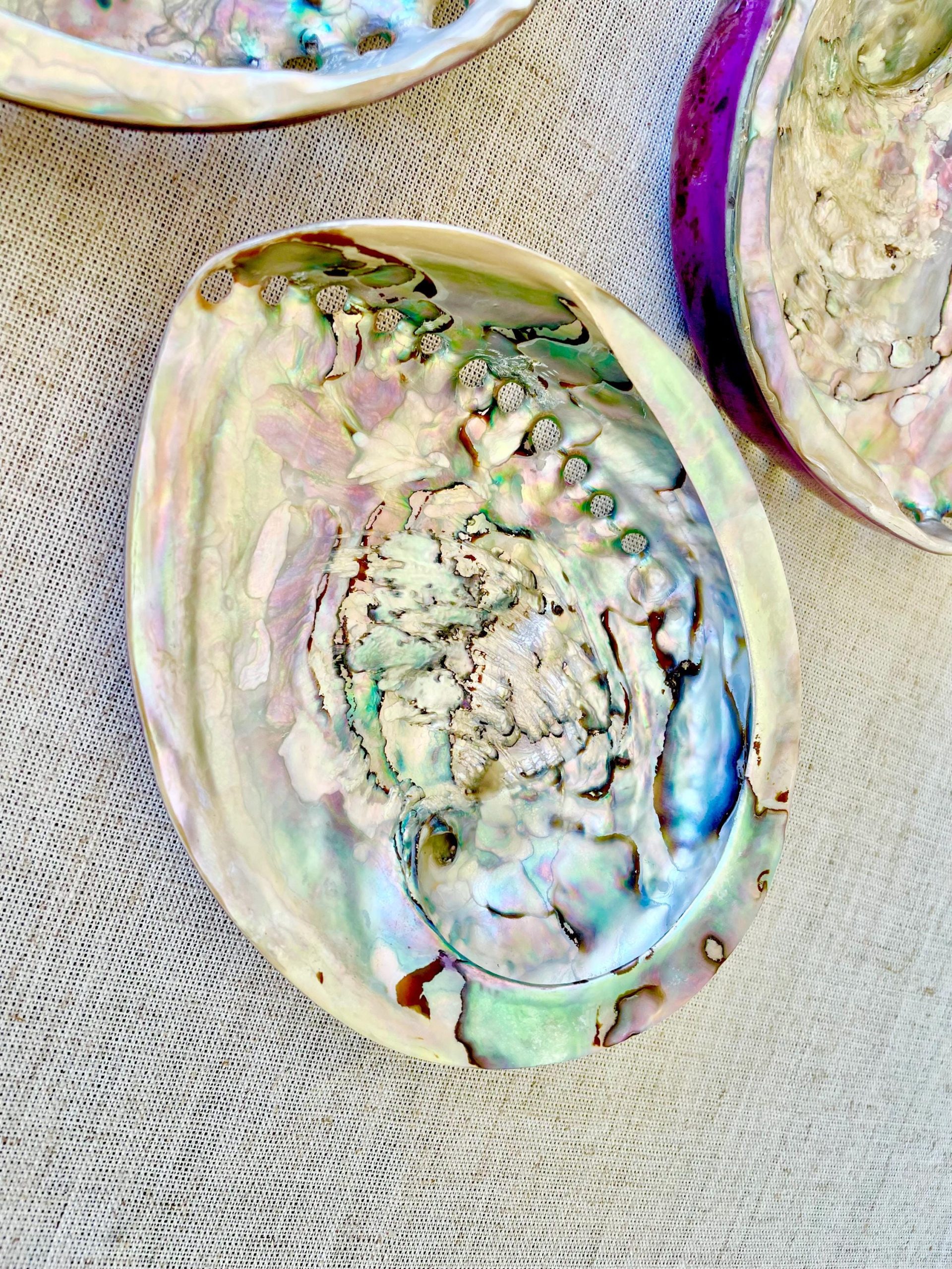 Purple Abalone Shell 5.5-6": High Gloss Iridescent Coastal Décor - Image 10