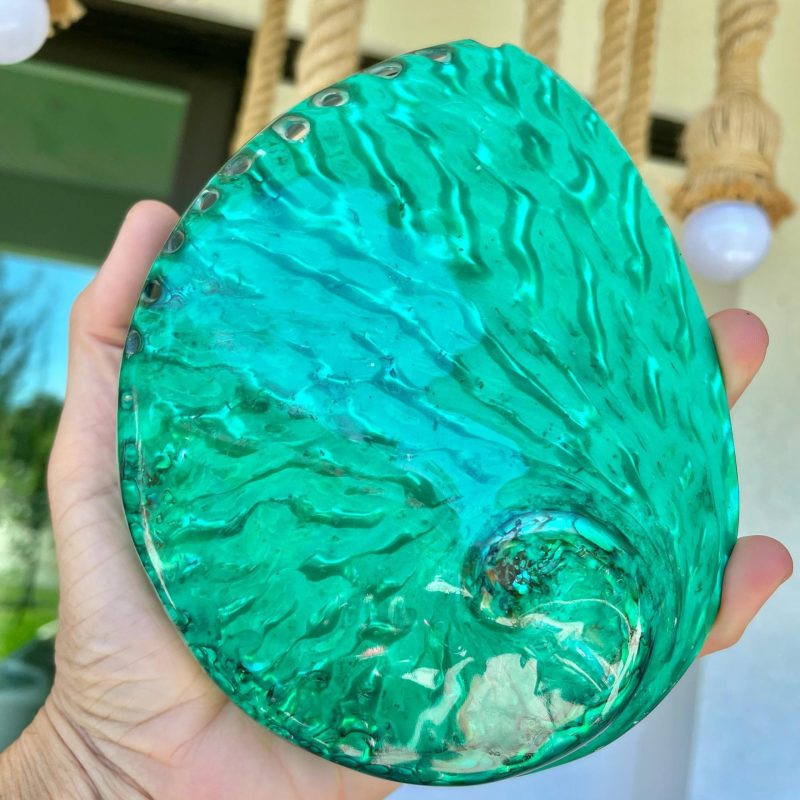 Green Abalone Seashell:  XL 5.5-6" Iridescent Coastal Décor, Sage Dish