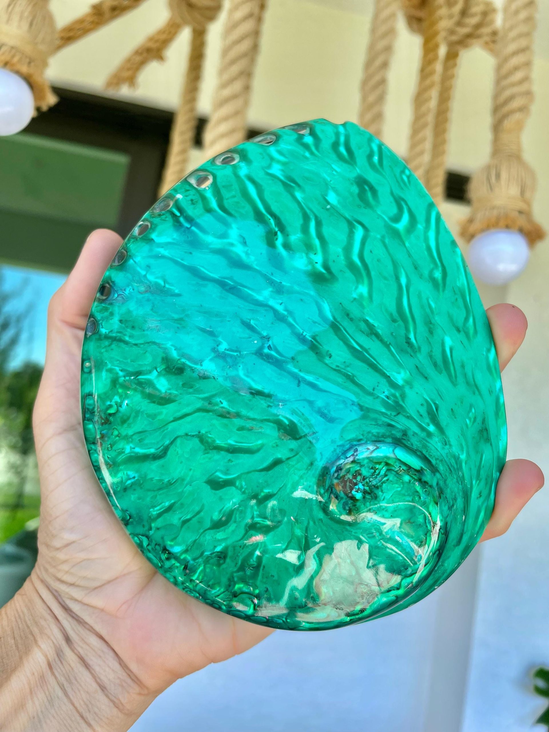 Green Abalone Seashell: XL 5.5-6" Iridescent Coastal Décor, Sage Dish