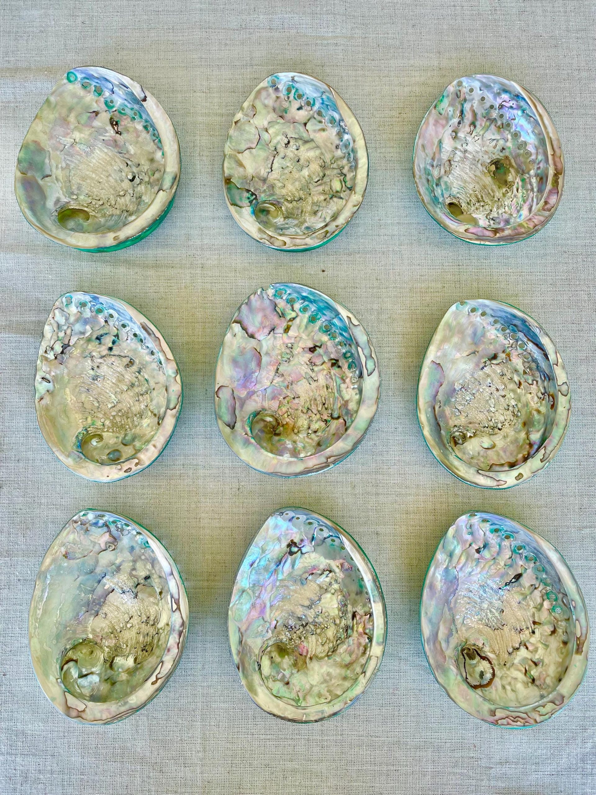 Green Abalone Seashell: XL 5.5-6" Iridescent Coastal Décor, Sage Dish - Image 6
