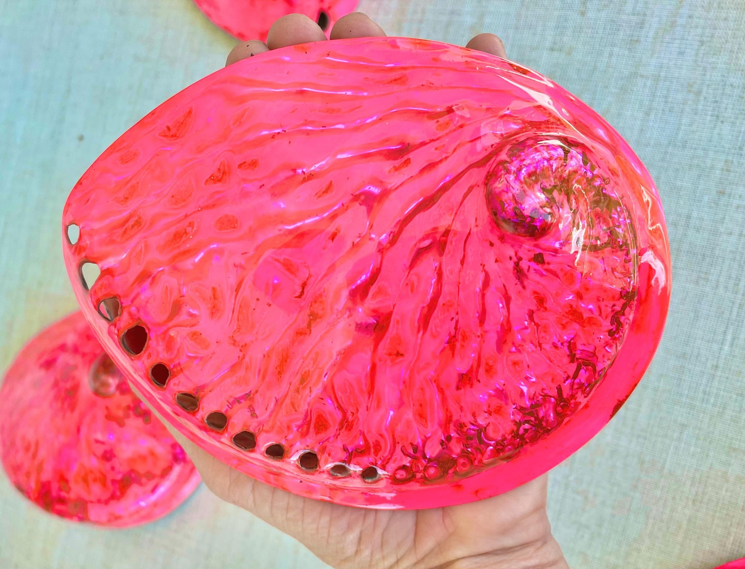 Polished Hot Pink Abalone Shell - Iridescent Coastal Decor (5.5-6")