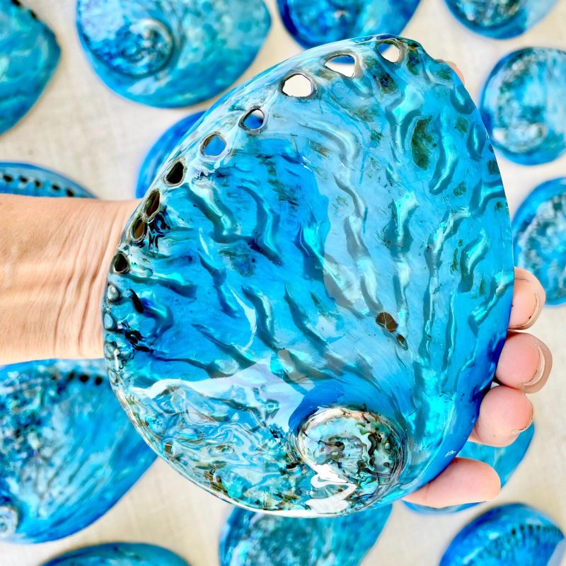 Blue Abalone Shell (5.5-6") High Gloss Polished Seashell Collectors Display