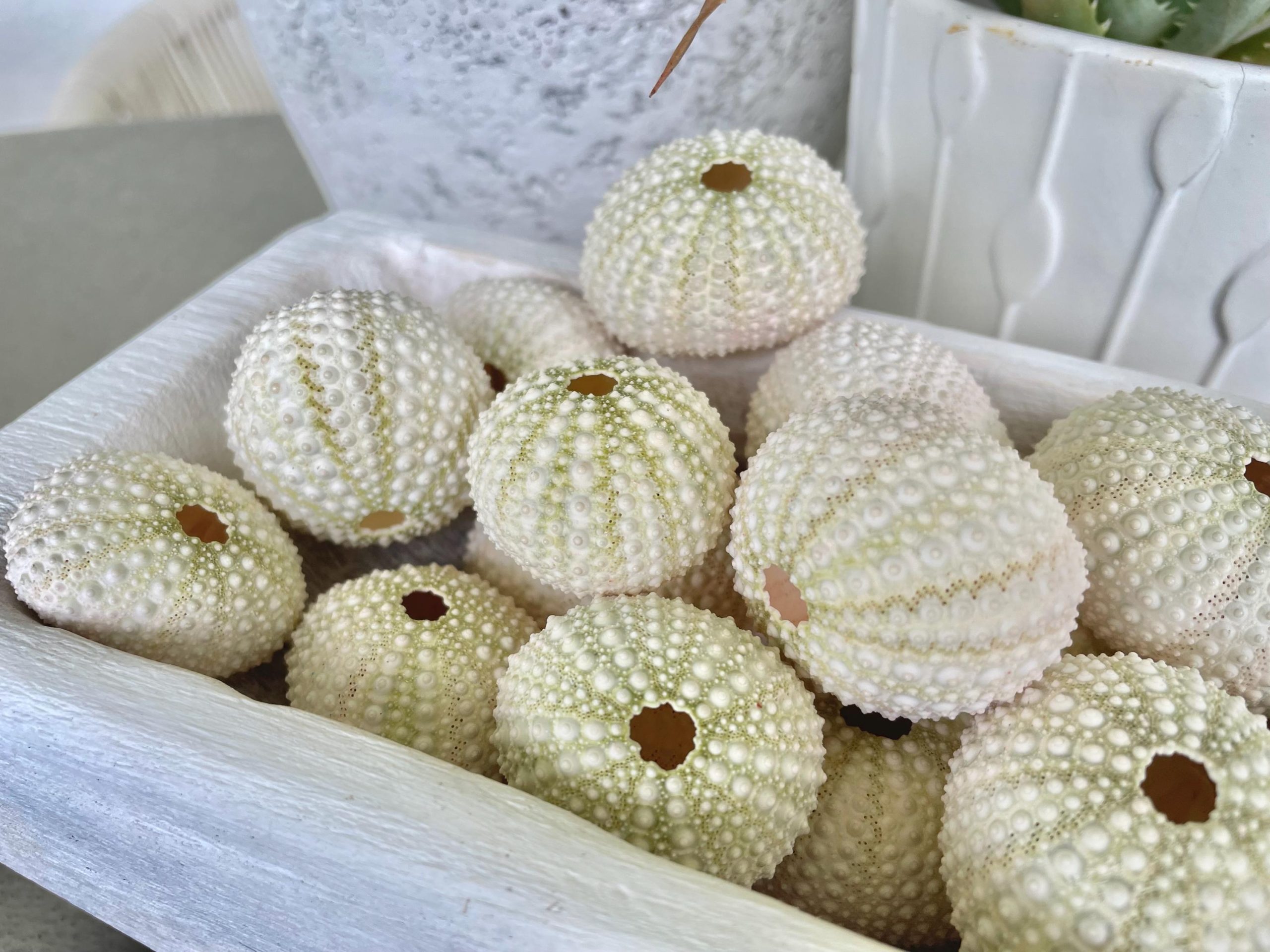Light Green Sea Urchins (1.5-2.5") Natural Coastal Décor, Air Plant Holders - Image 3