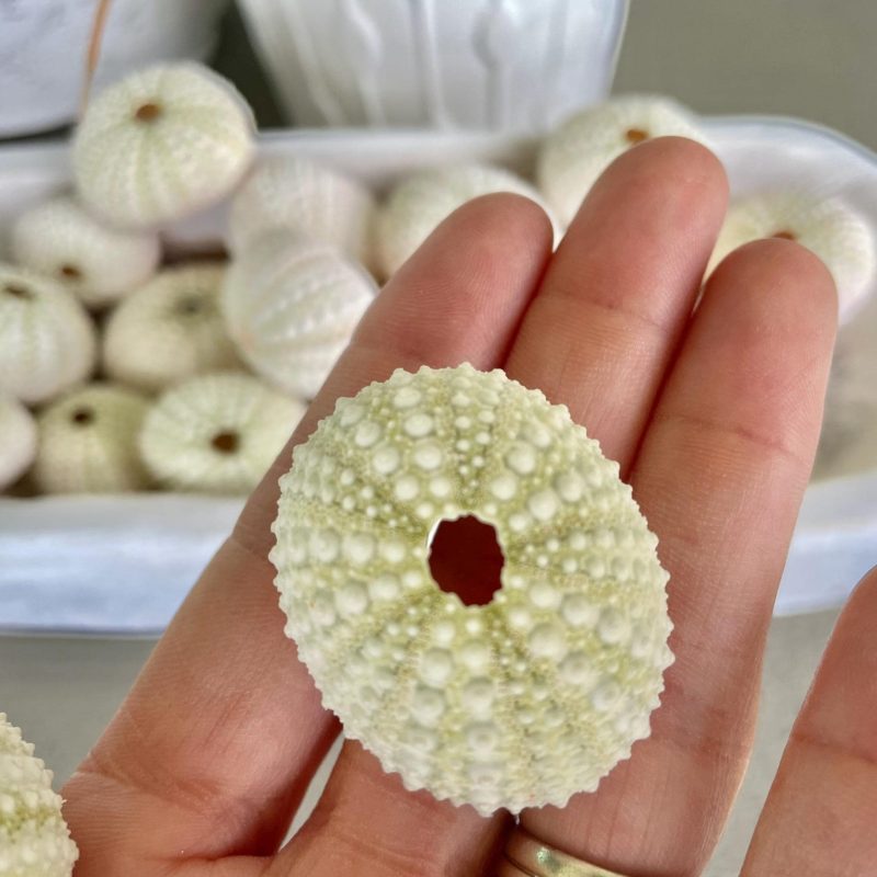 Light Green Sea Urchins (1.5-2.5") Natural Coastal Décor, Air Plant Holders