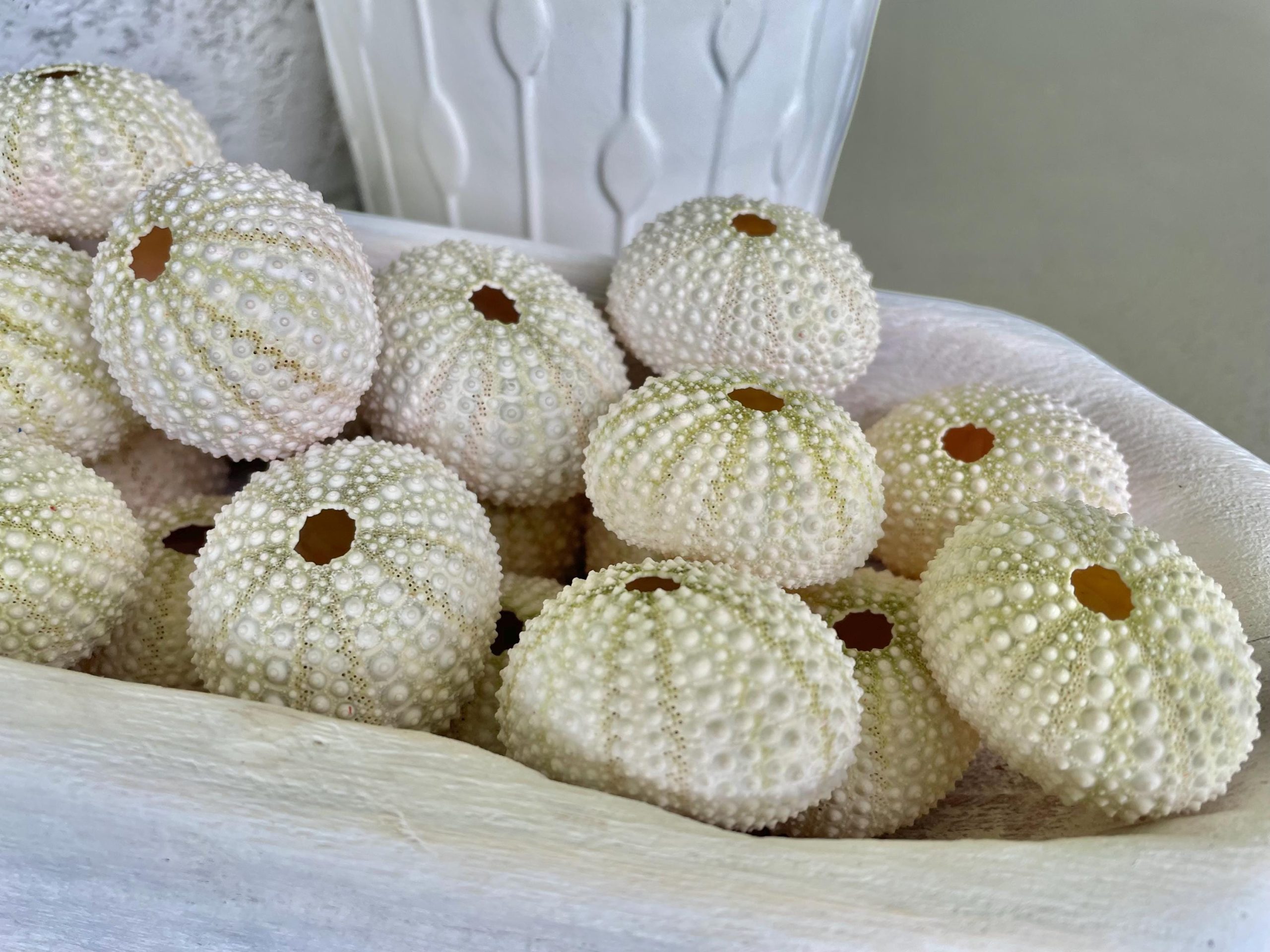Light Green Sea Urchins (1.5-2.5") Natural Coastal Décor, Air Plant Holders - Image 2