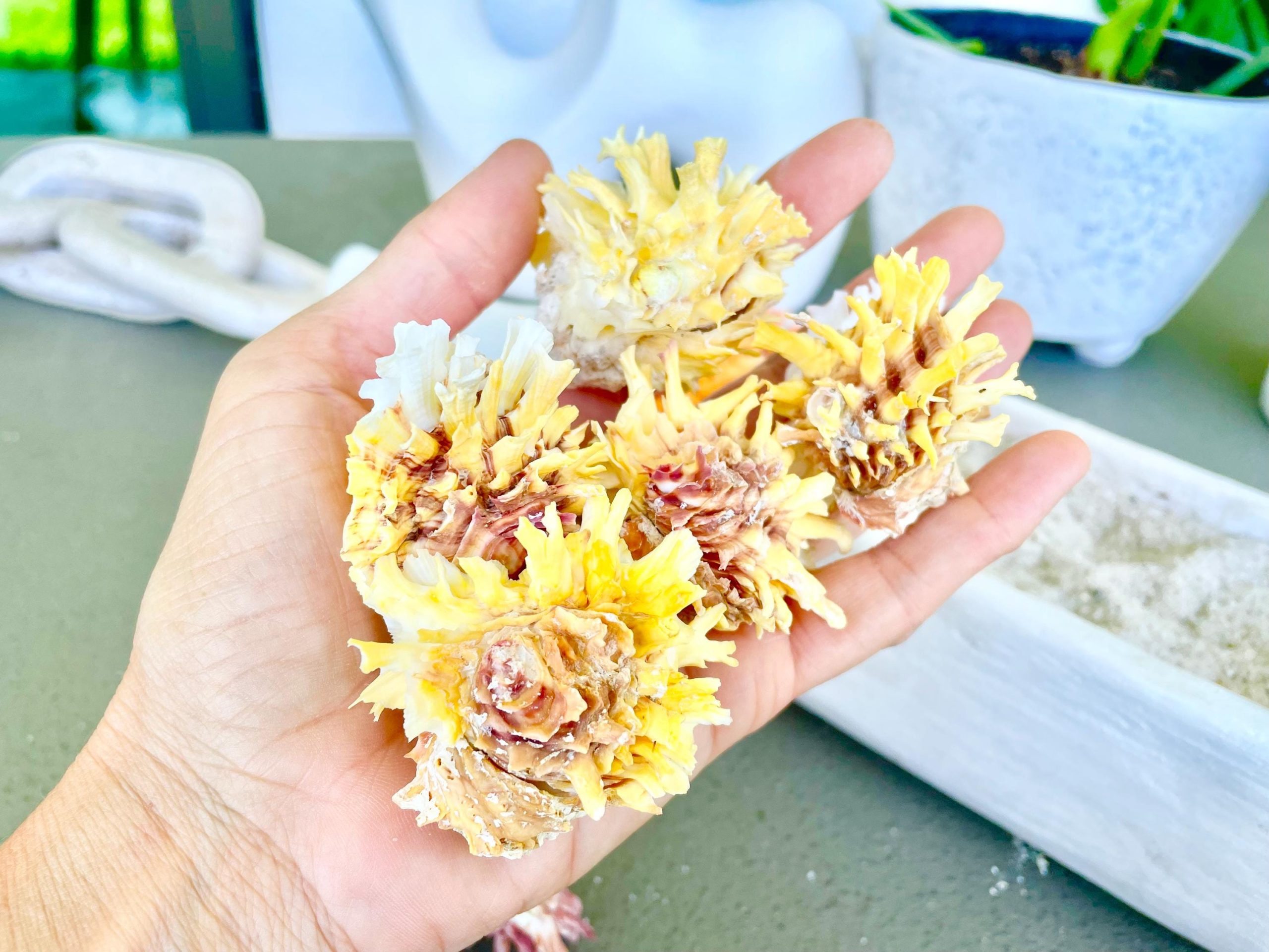 Spiny Jewel Box Seashell: 1-1.5" Orange, Yellow, Pink Coastal Décor - Image 2