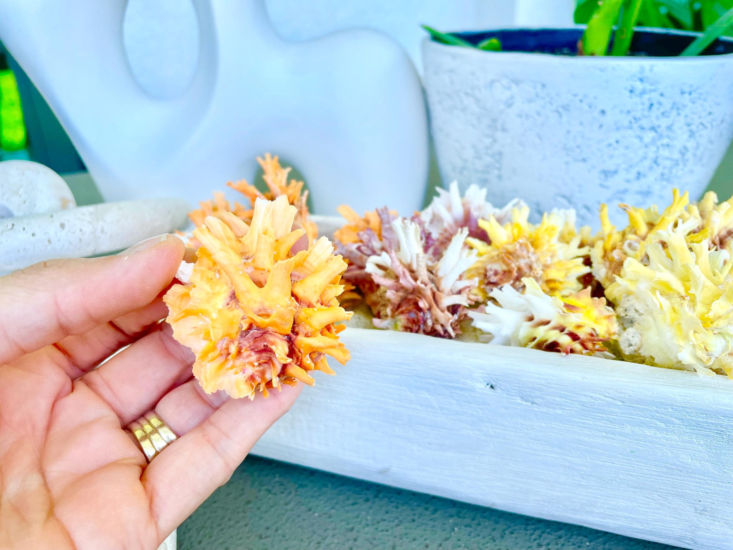 Spiny Jewel Box Seashell: 1-1.5" Orange, Yellow, Pink Coastal Décor - Image 6